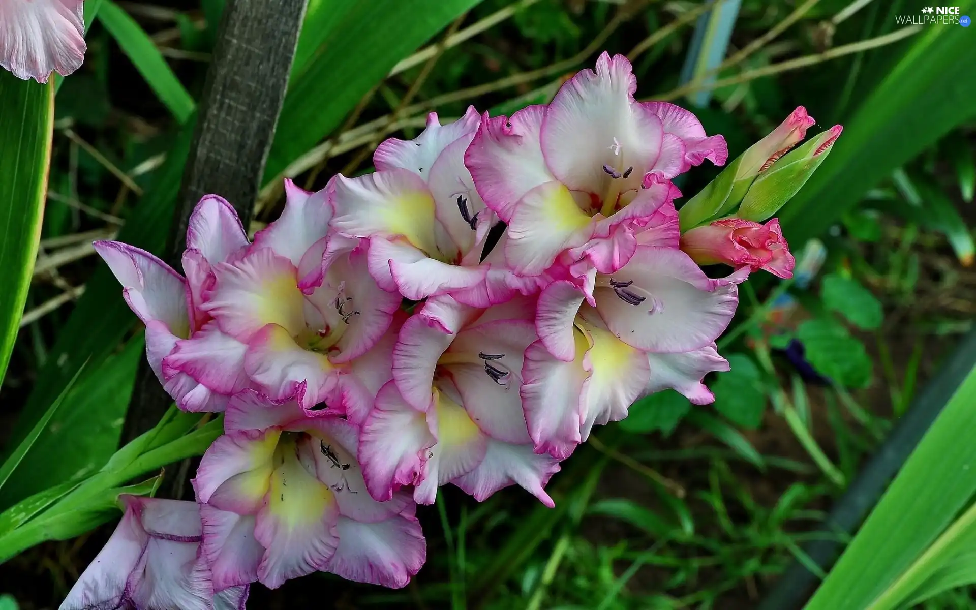 Flowers, gladiolus