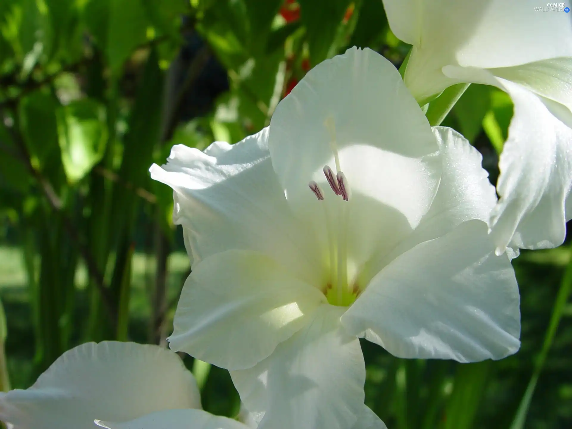 White, gladiolus