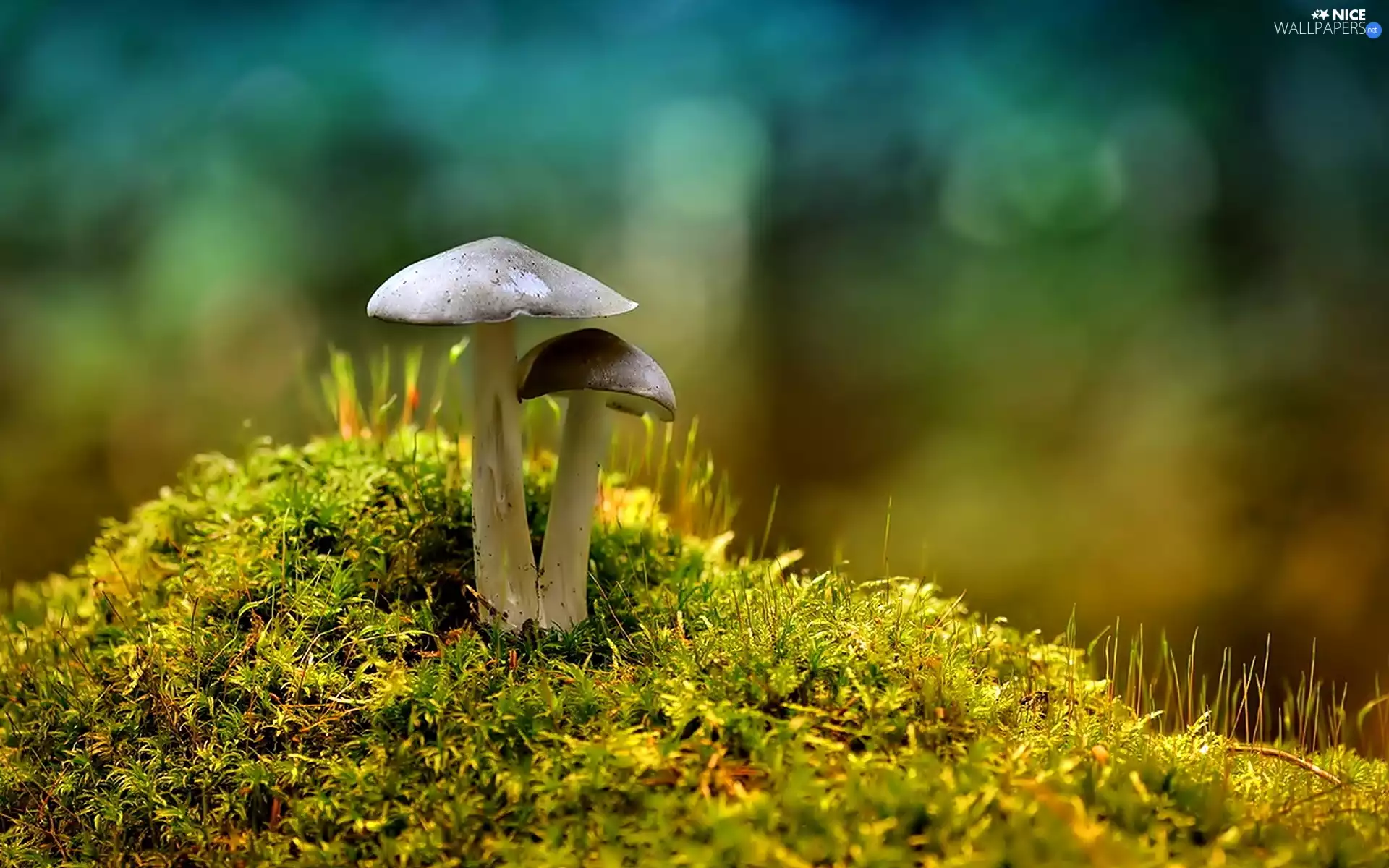 glamour, mushrooms, Moss