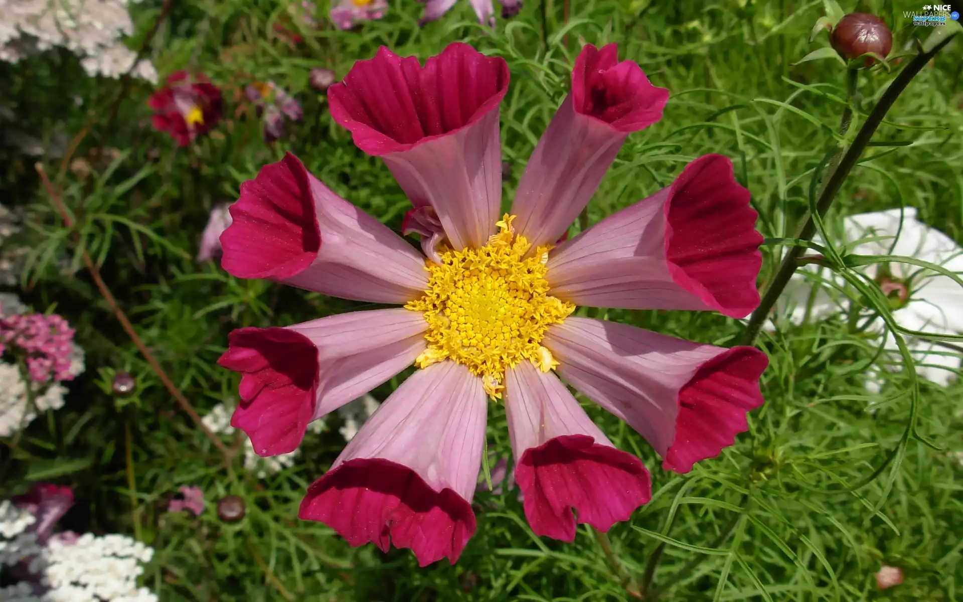 exotic, claret, Glasses, Colourfull Flowers