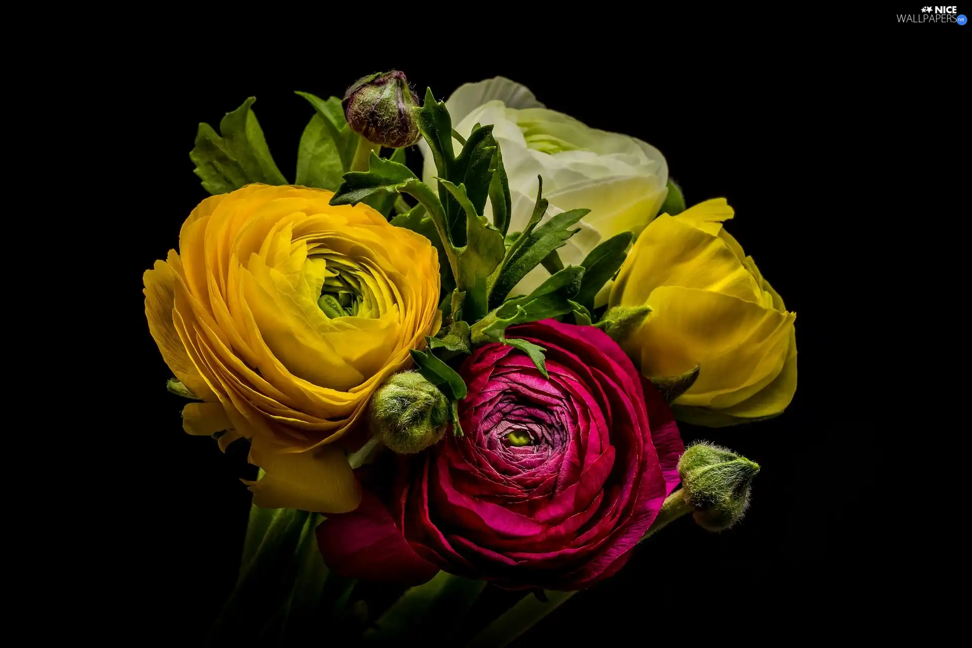 bouquet, glaucoma, Dark Background, Flowers