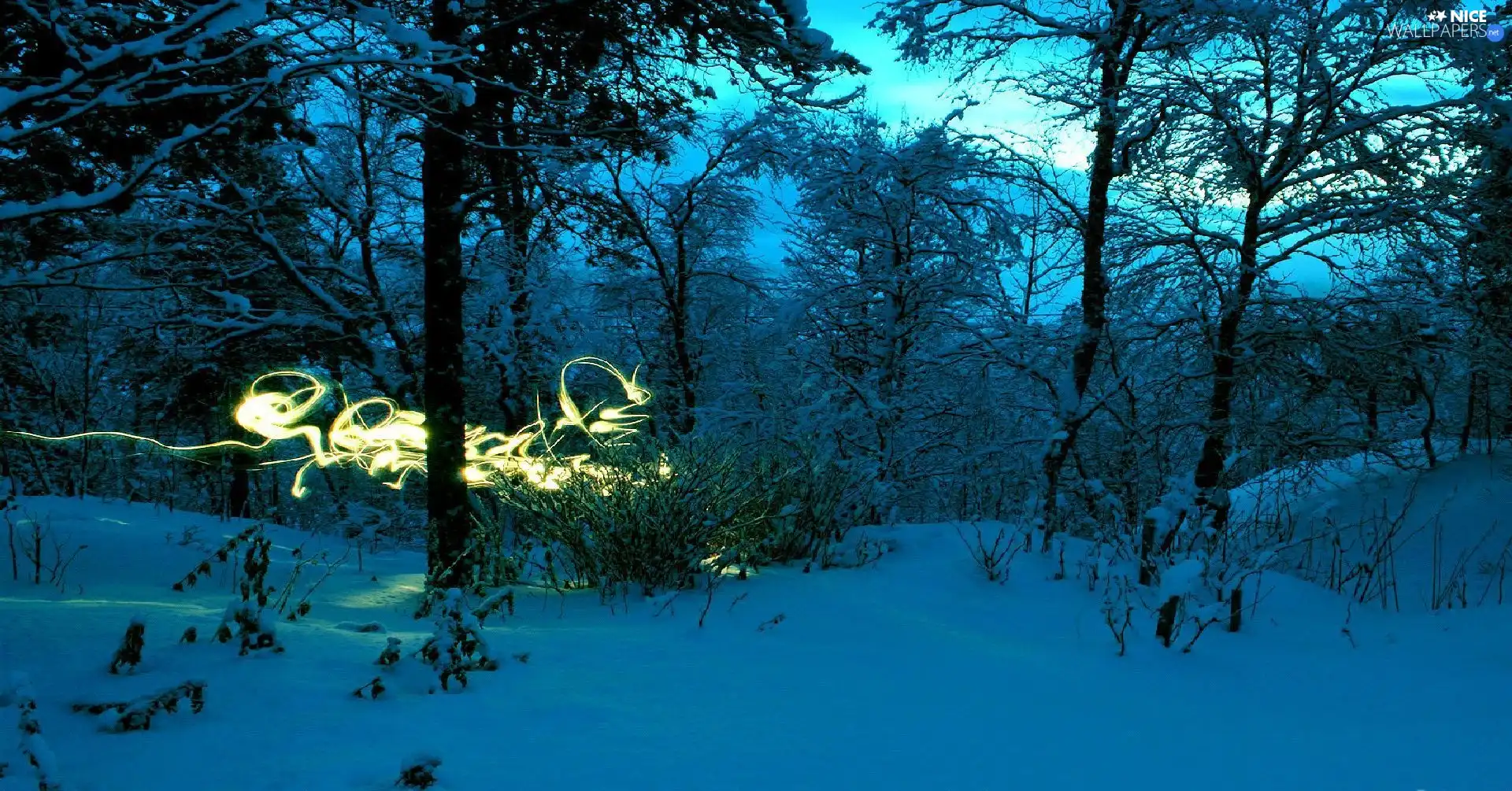 glimmer, Night, trees, viewes, winter