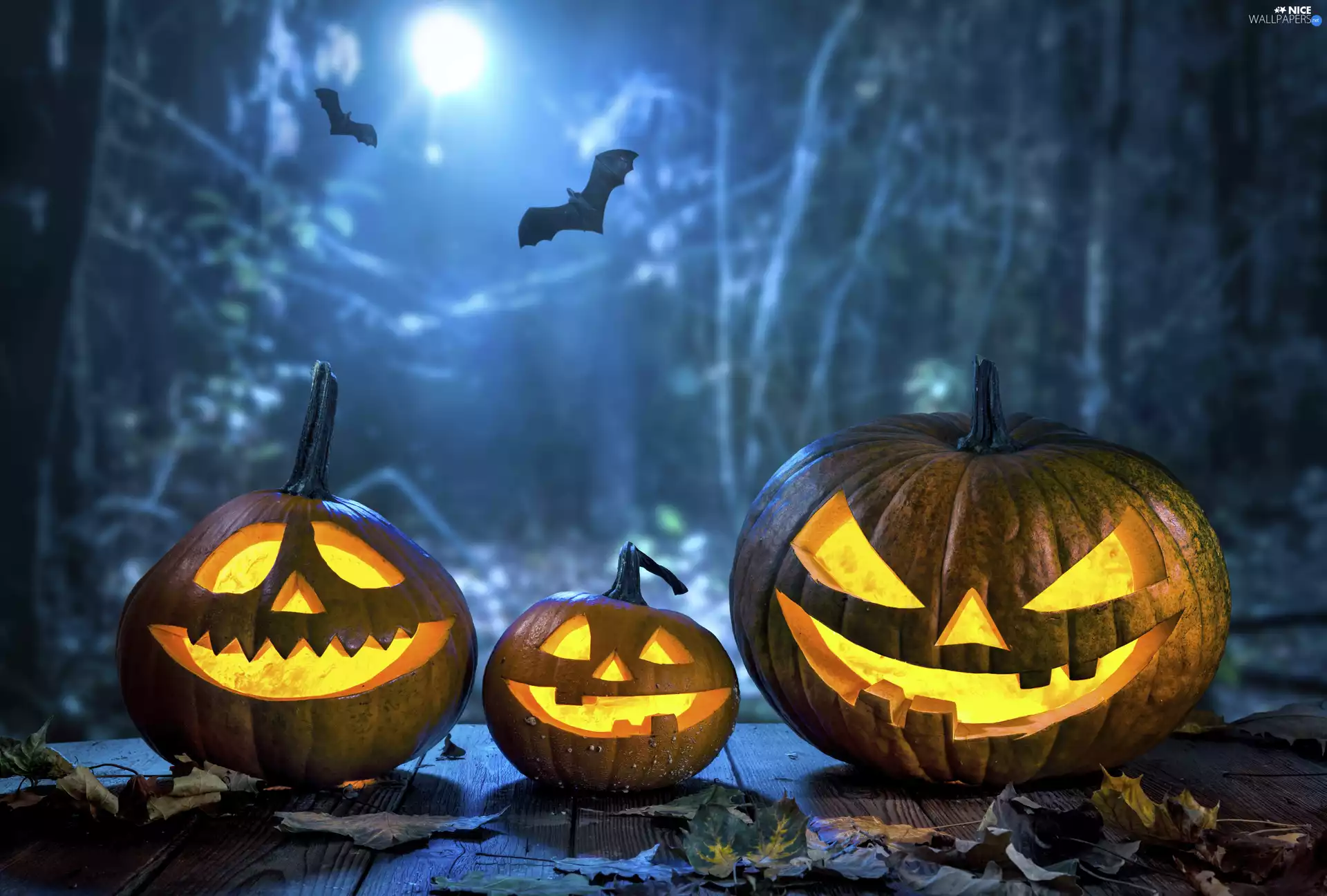 halloween, pumpkin, bats, glowing
