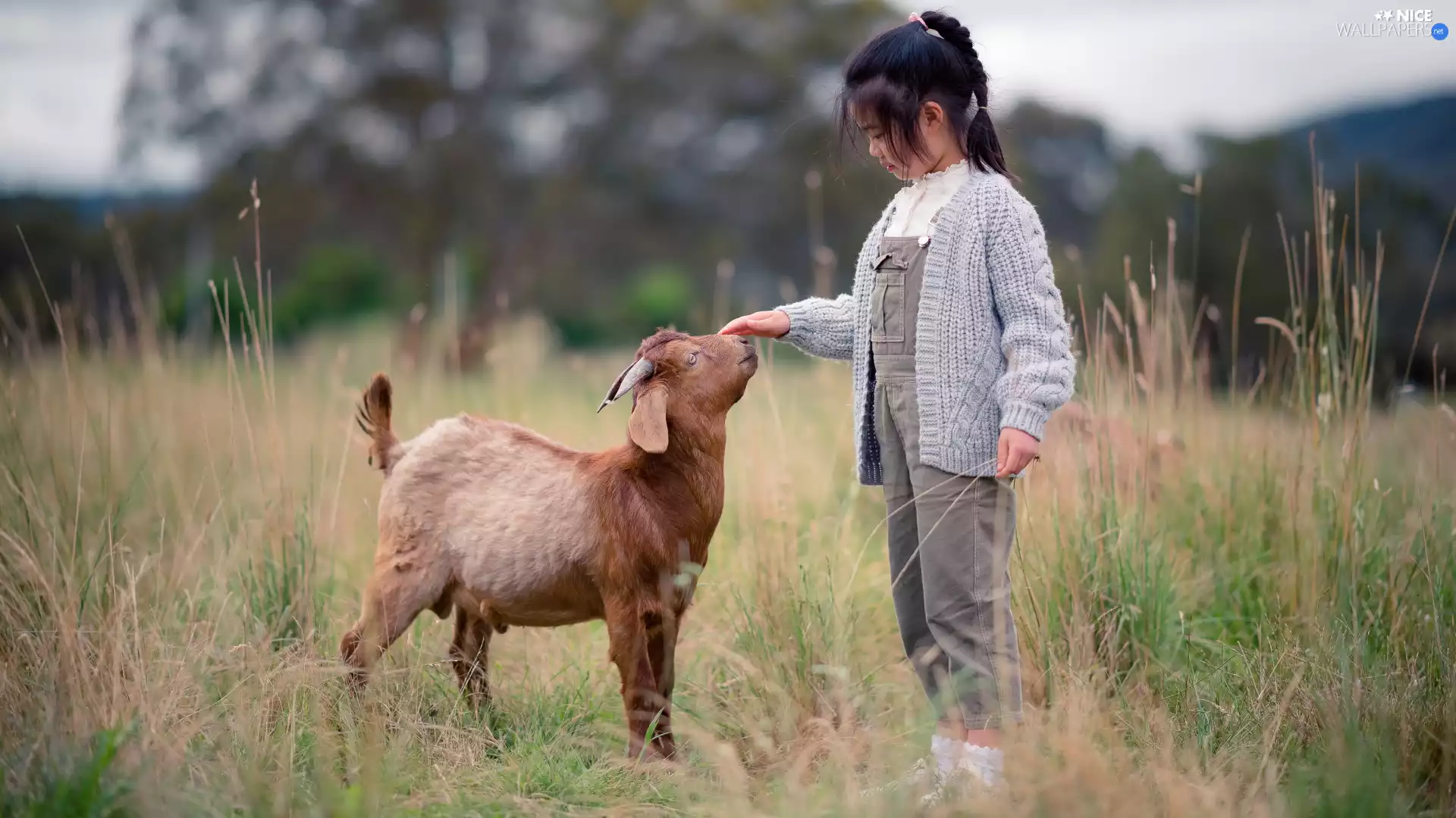 girl, Brown, Goat, goat