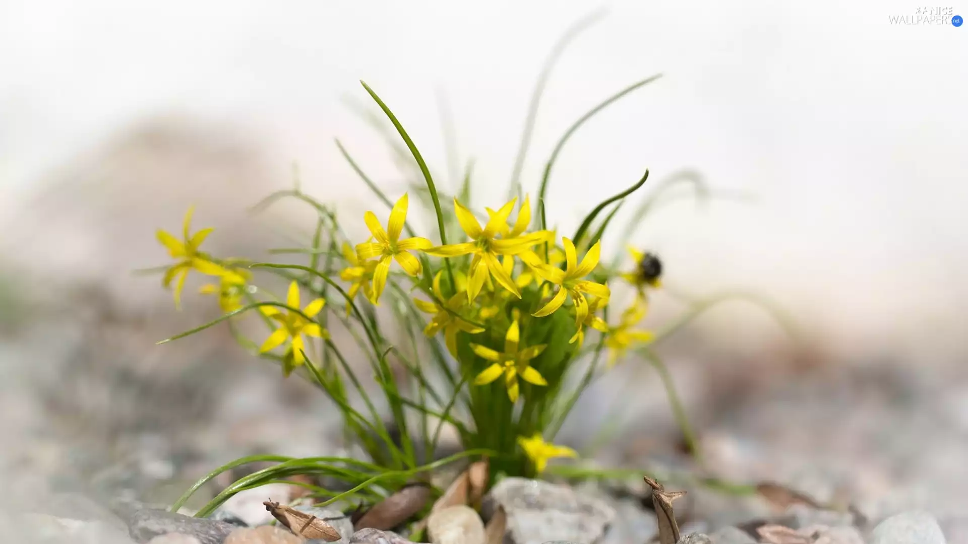 Yellow gold plating, Yellow, Flowers