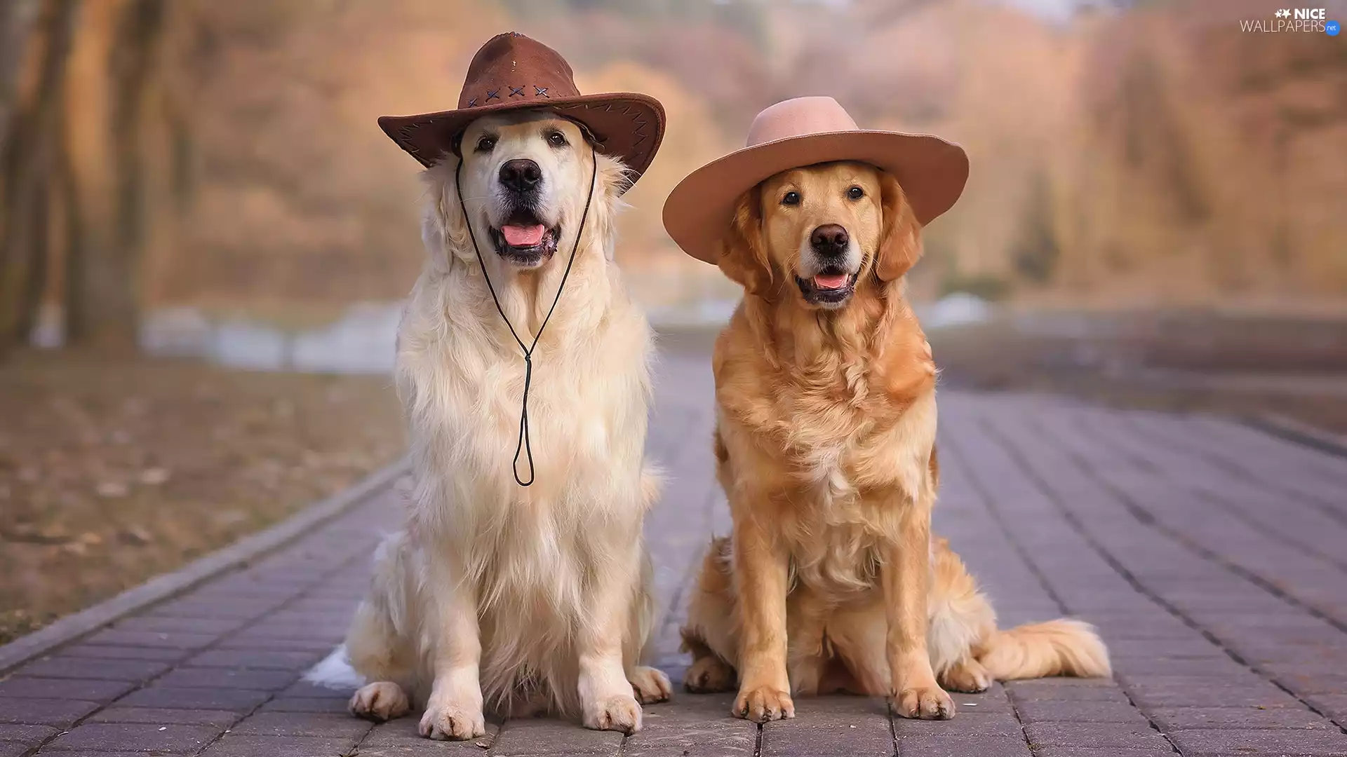 Hat, Pavement, Dogs, Golden Retriever, Two cars