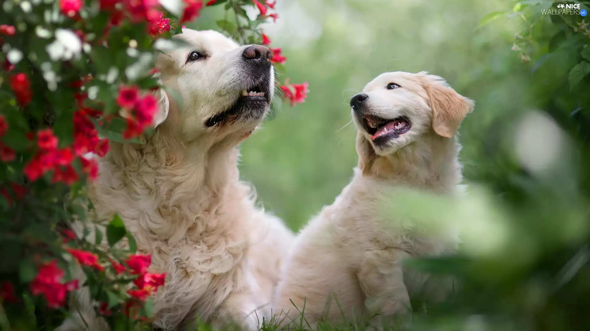 Two cars, Puppy, Golden Retriever, Dogs