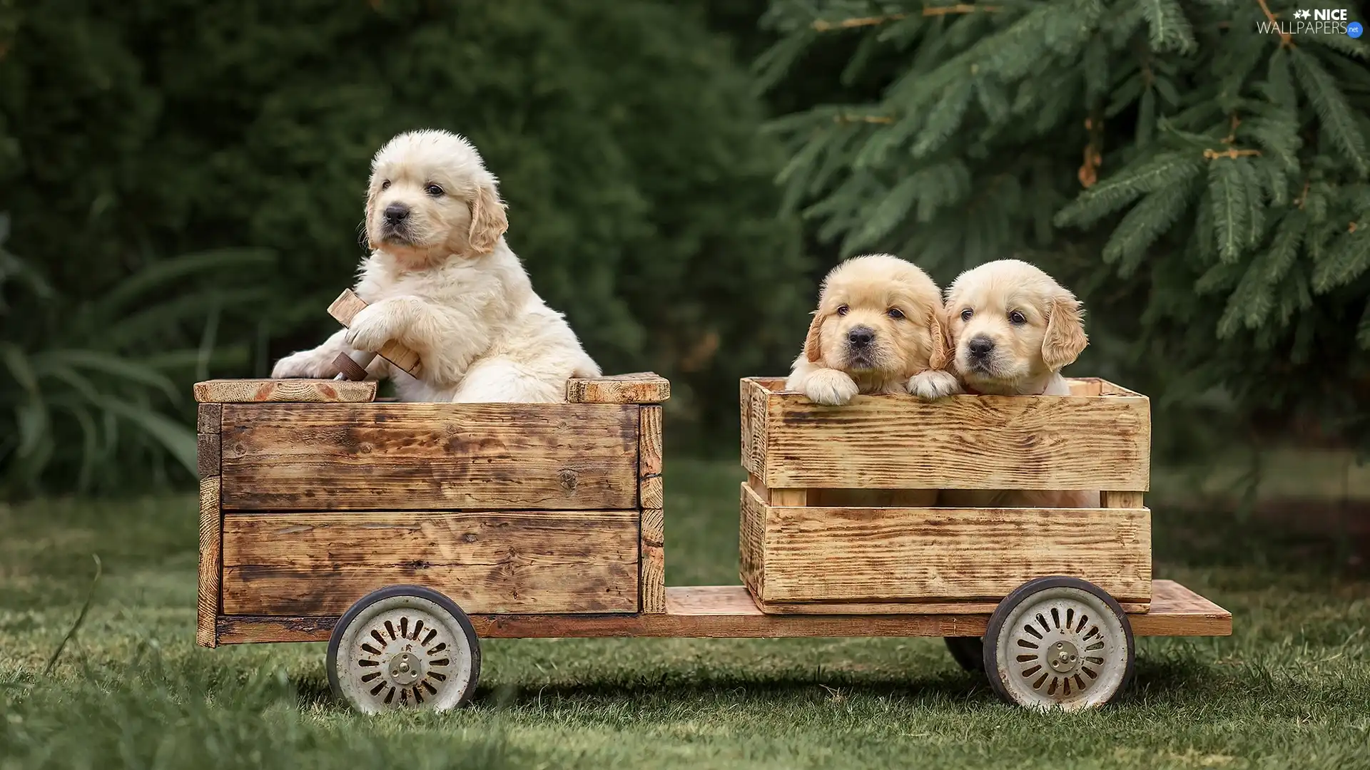 wooden, vehicle, puppies, Golden Retriever, Three