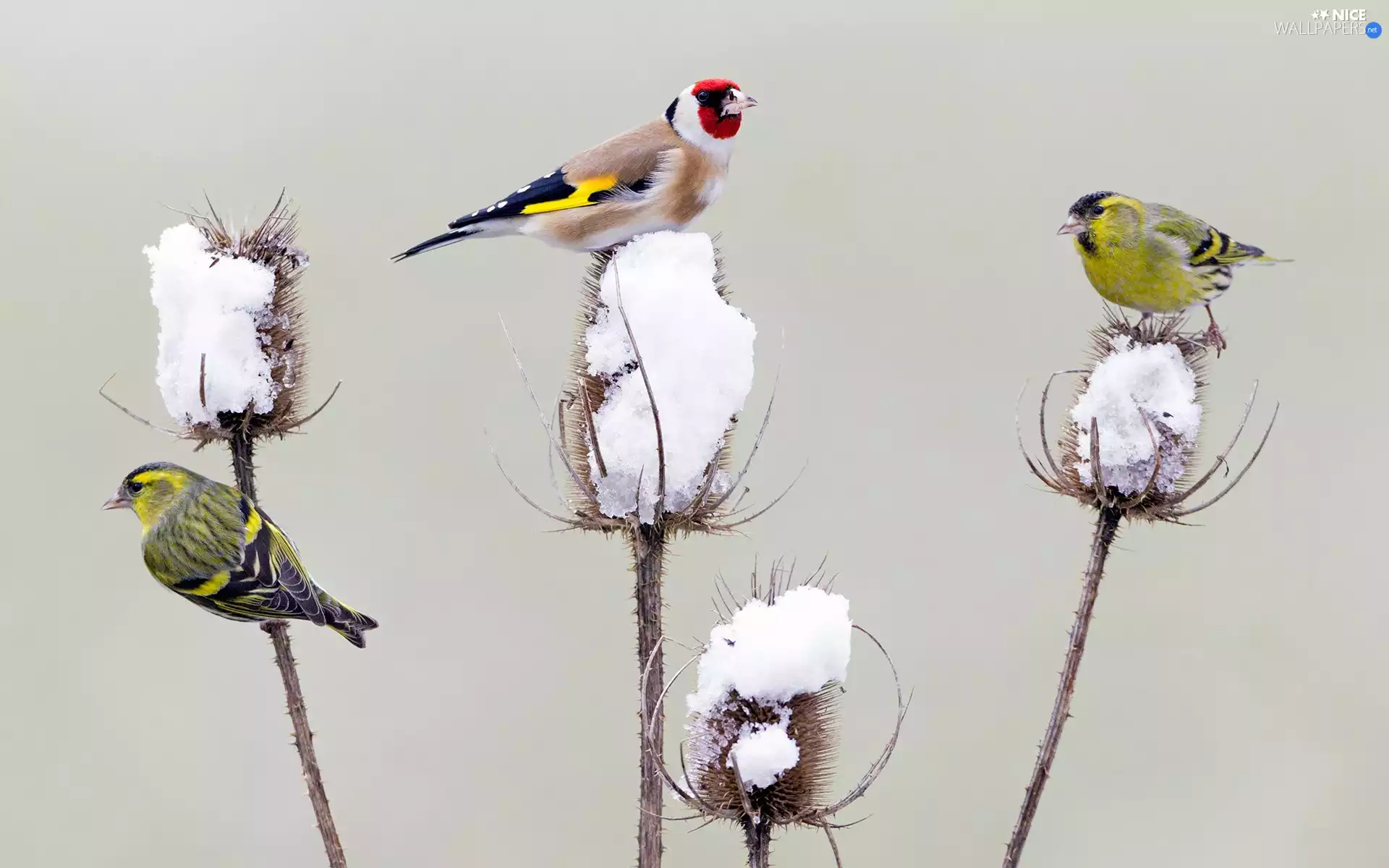 Two cars, birds, plant, snow, Eurasian Siskin, goldfinch