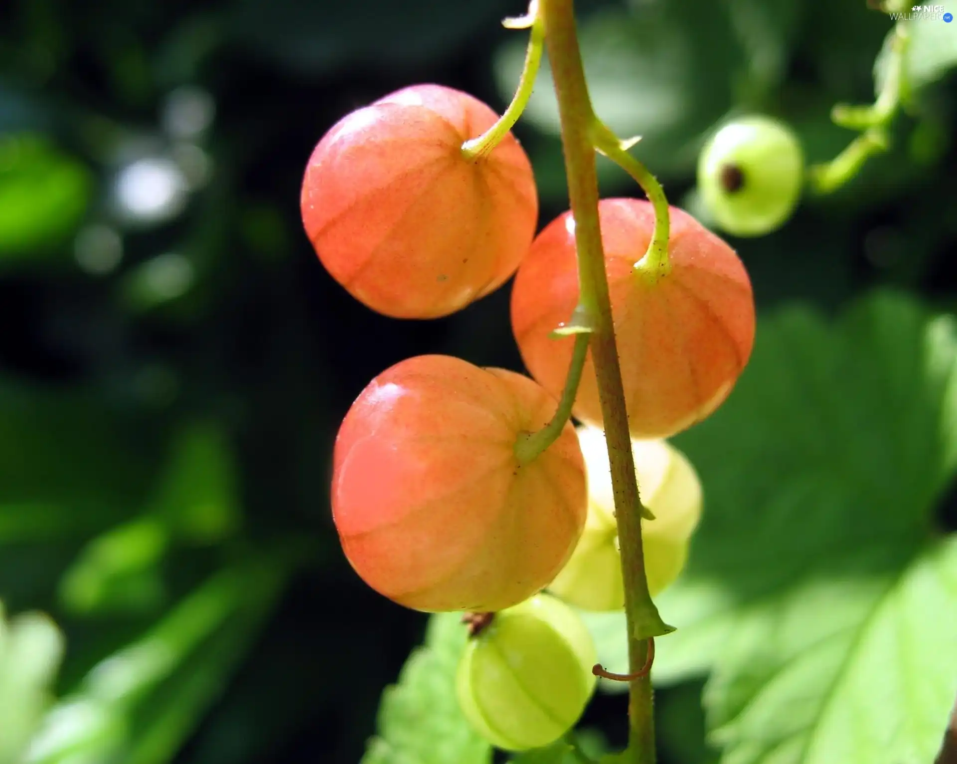 currant, Ripened, red hot