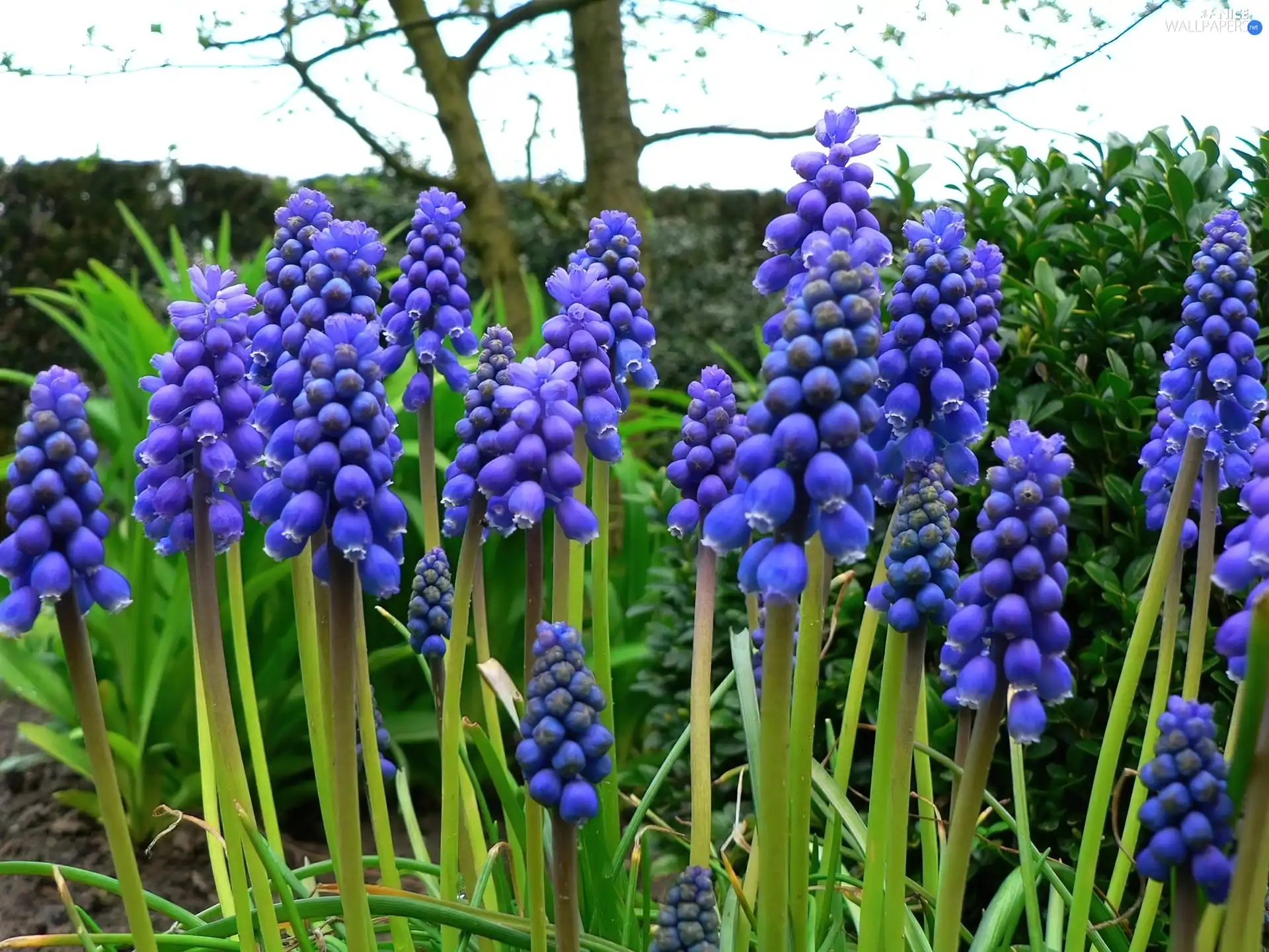 Armenian grape hyacinth