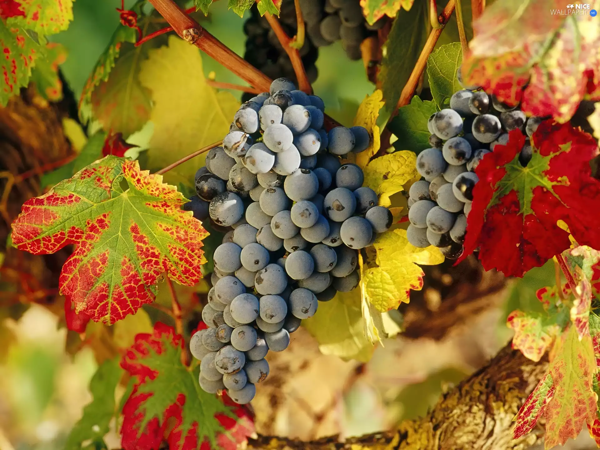 grapes, Mature, bunches