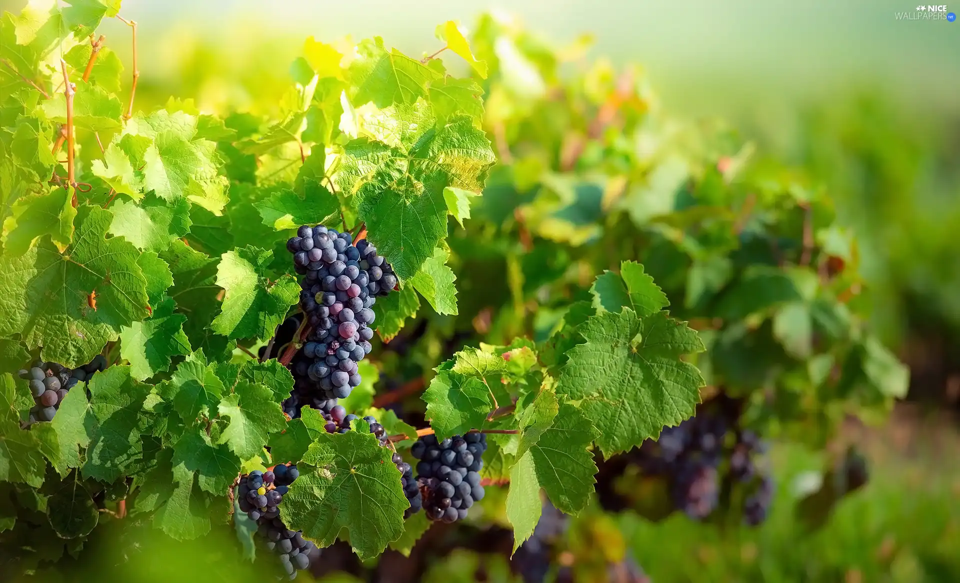 dark, bunches, Leaf, Grapes