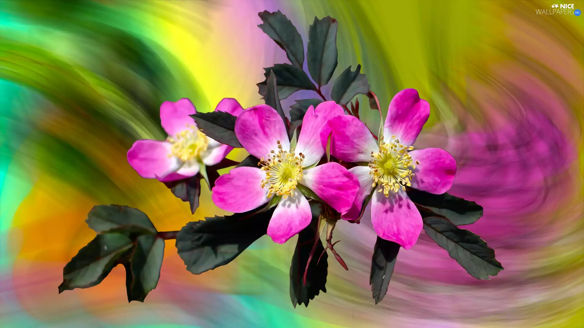 graphics, twig, Briar