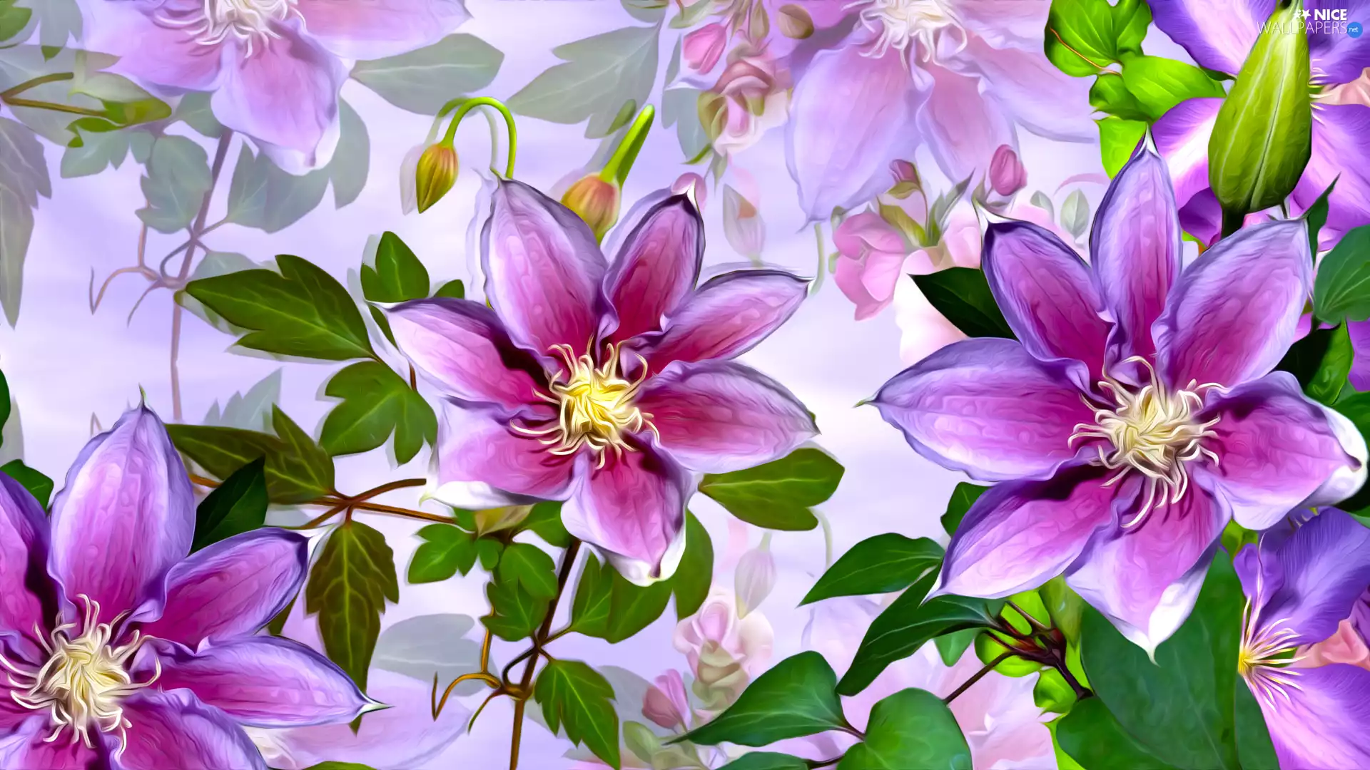 graphics, Flowers, Clematis