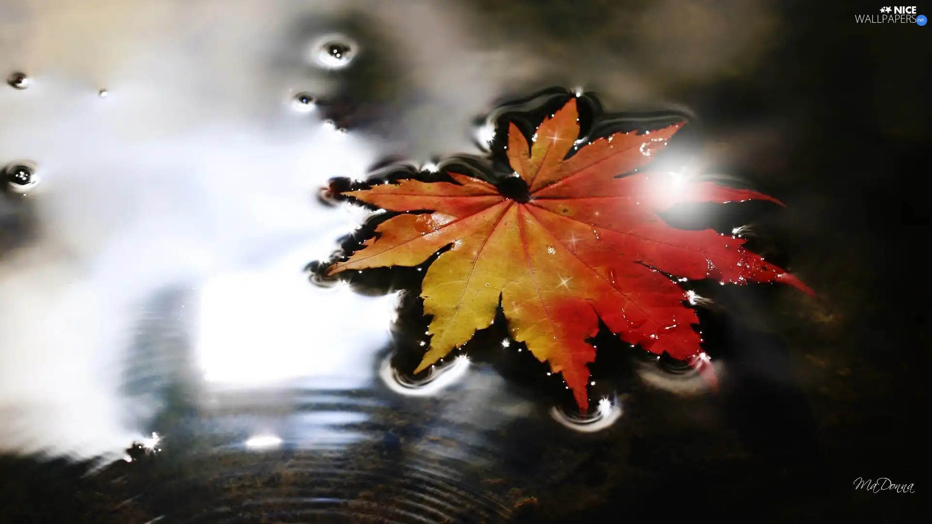 color, water, graphics, leaf