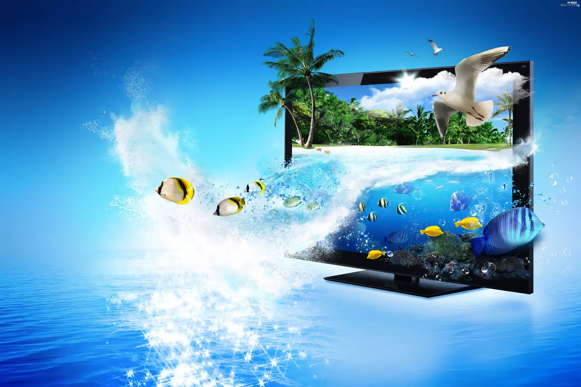 seagull, Ocean, graphics, Computer, fishes, monitor
