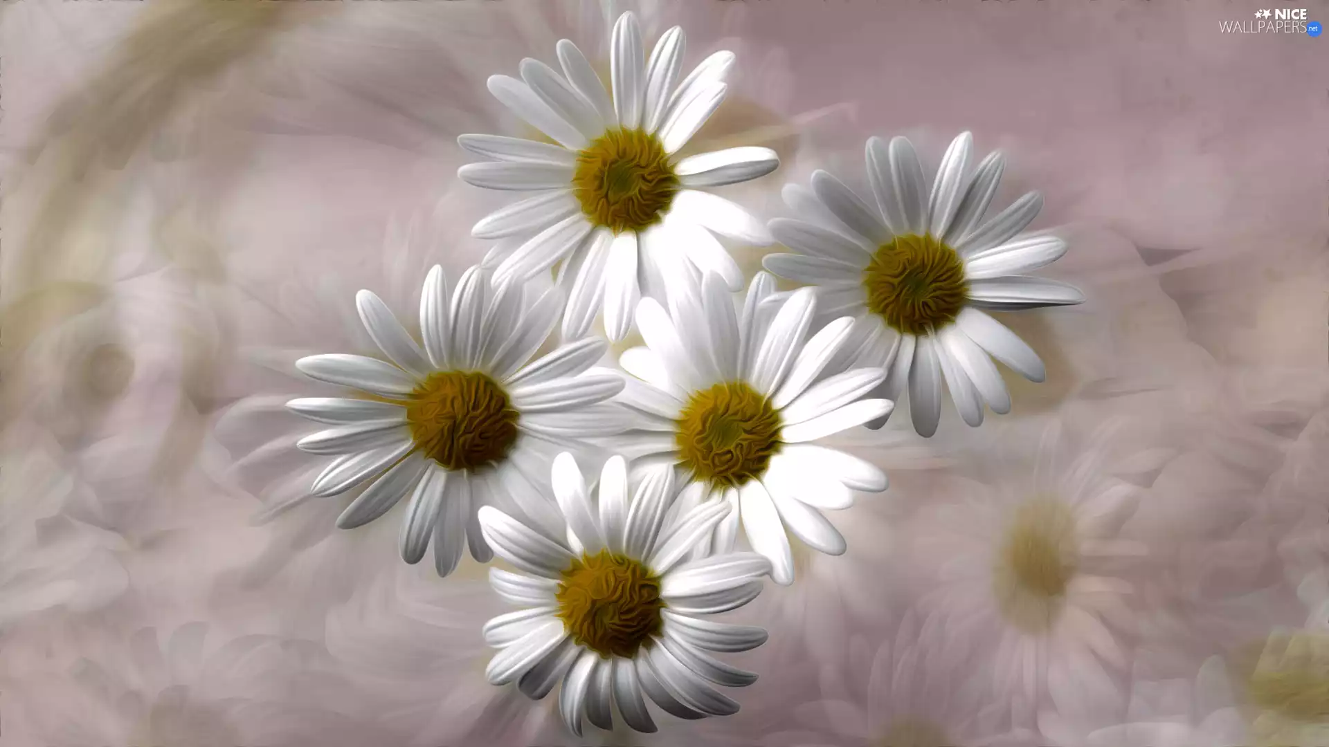 graphics, Flowers, daisy