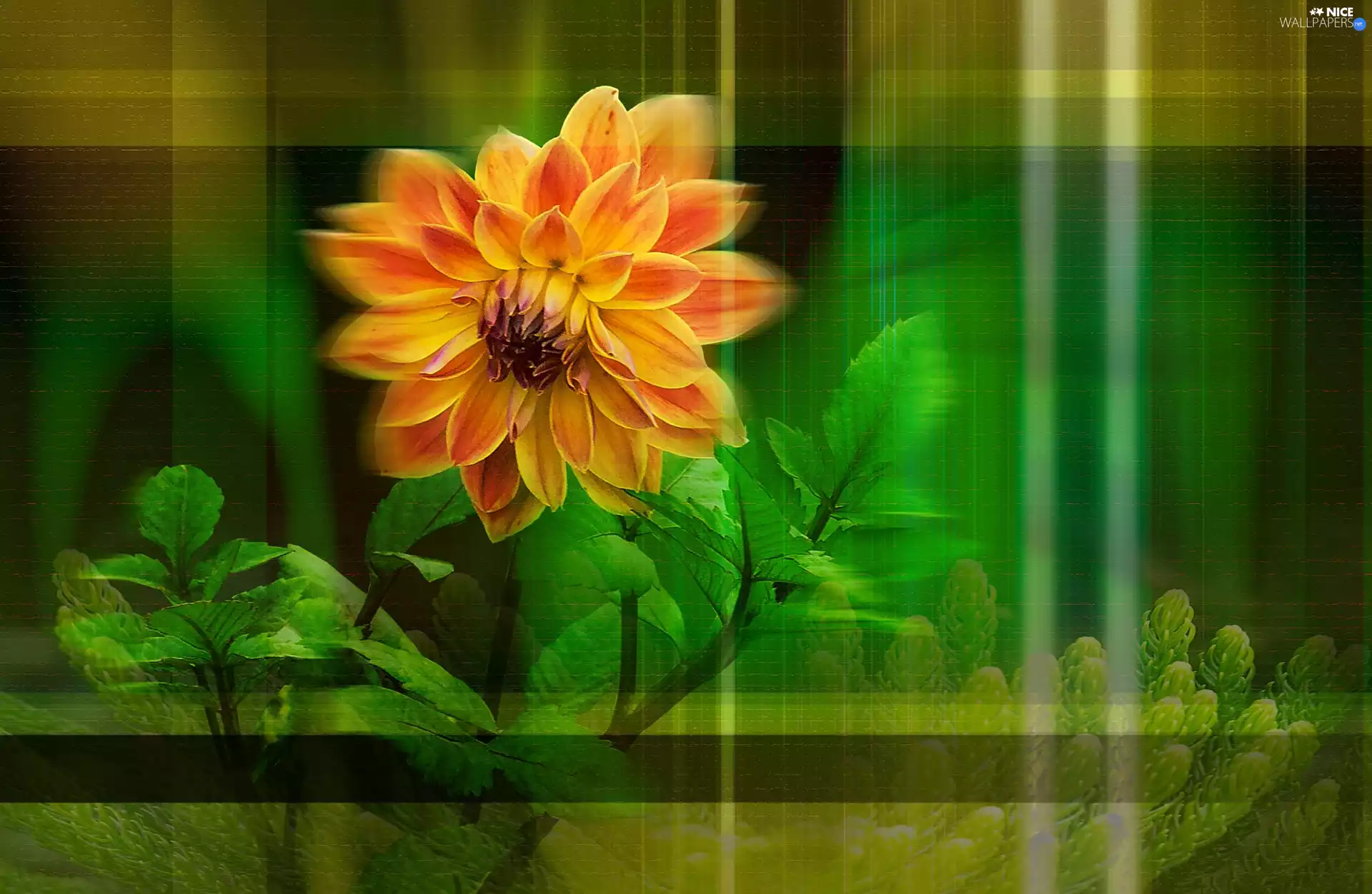 graphics, Orange, Dalia