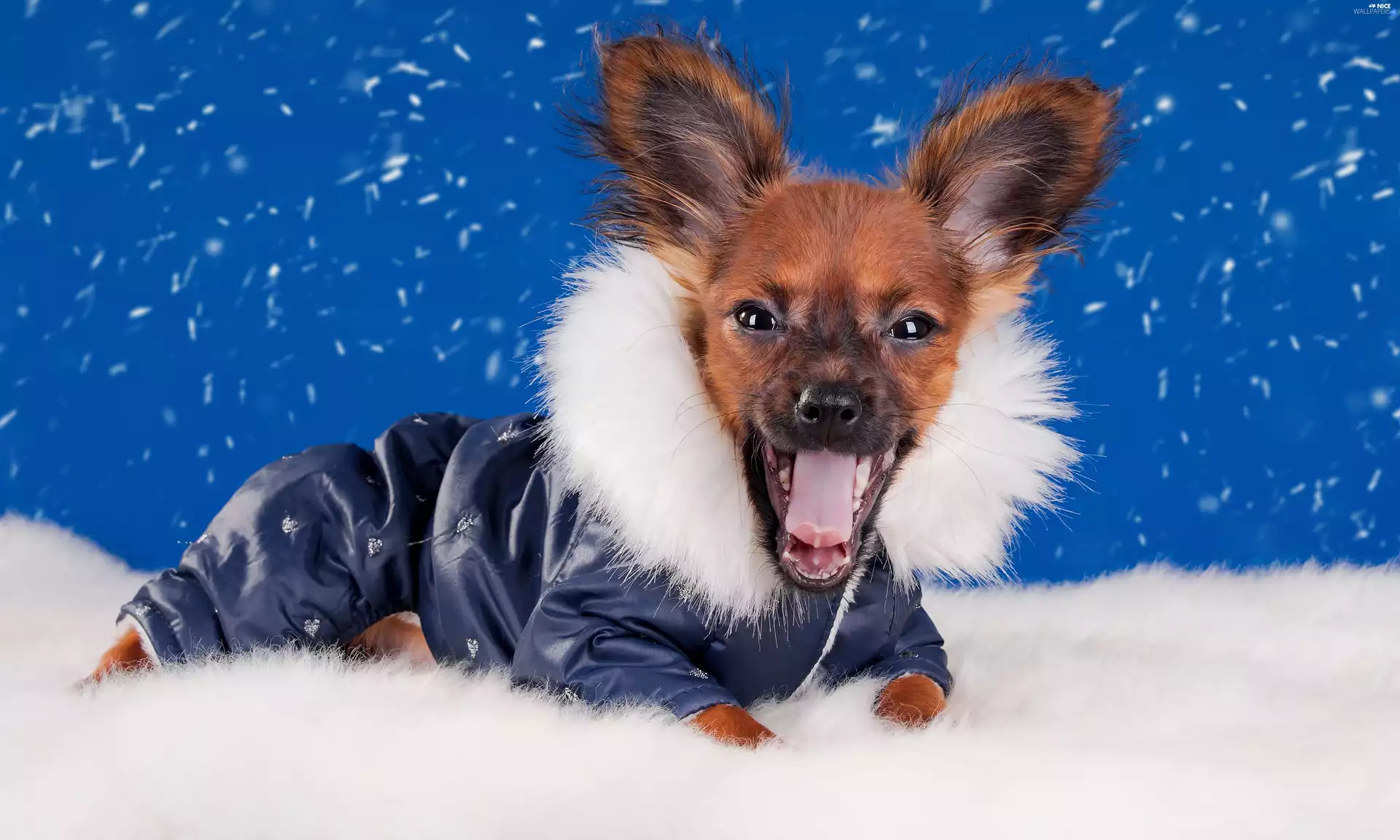 snow, graphics, doggy, clothes, funny