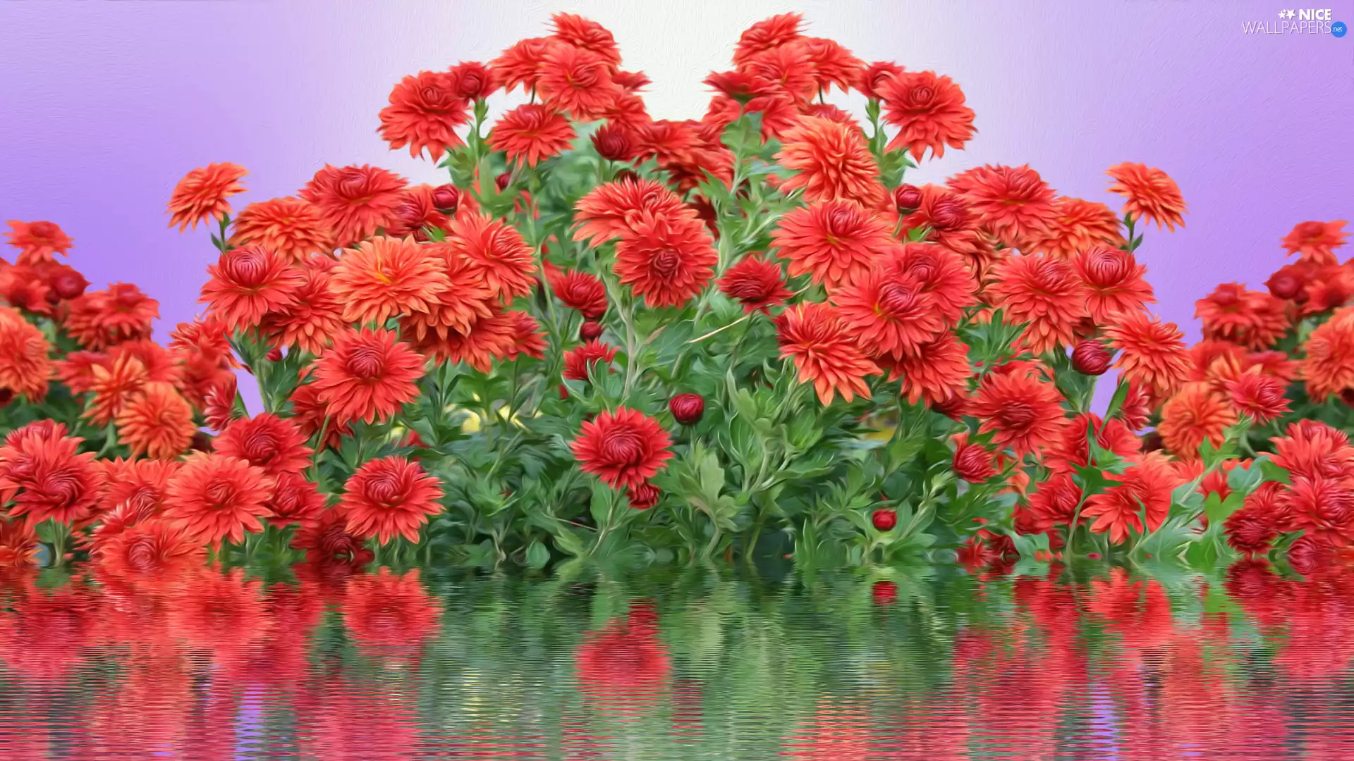 Chrysanthemums, Red, reflection, graphics, water, Flowers