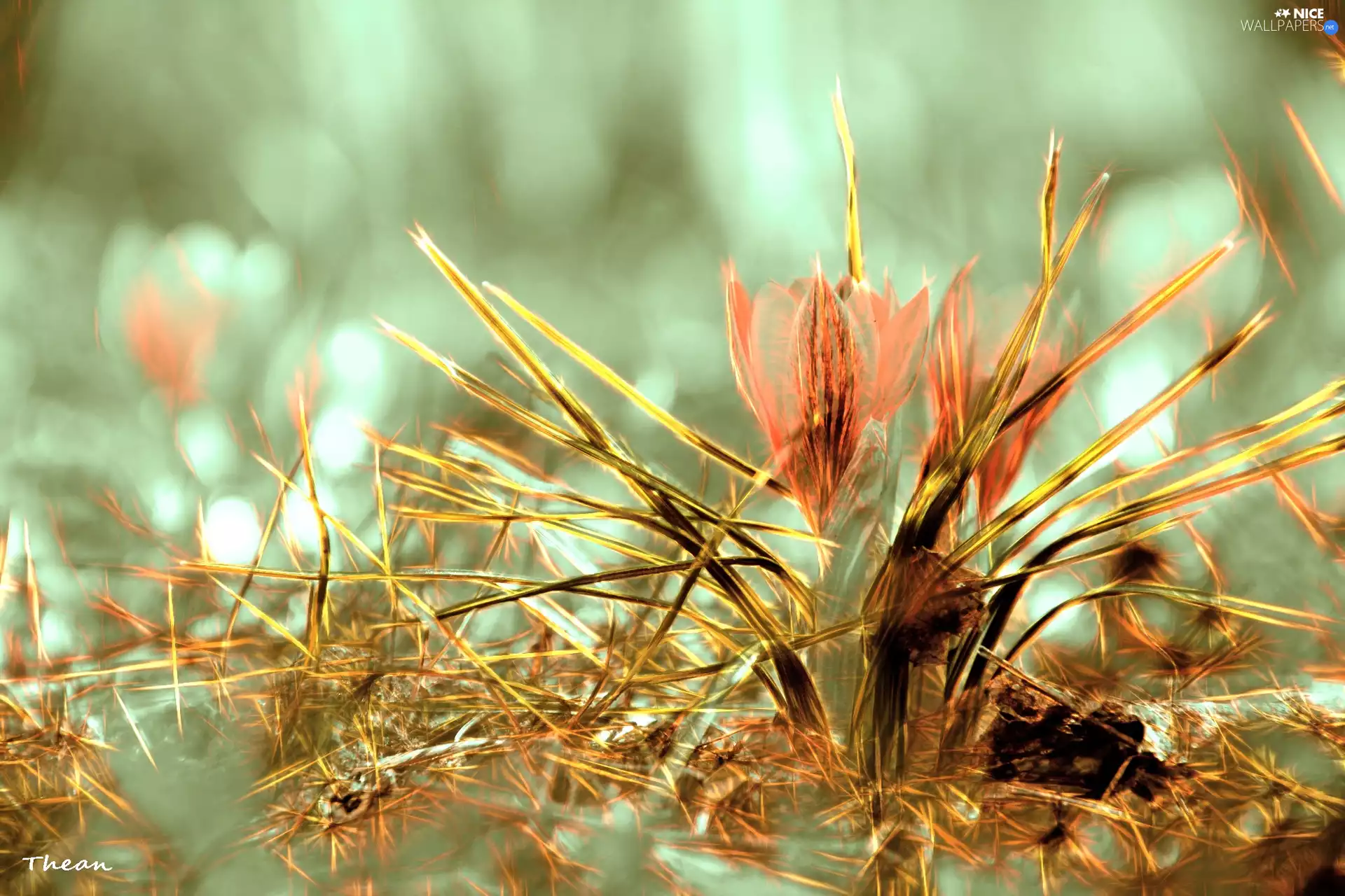 graphics, crocus, Fractalius