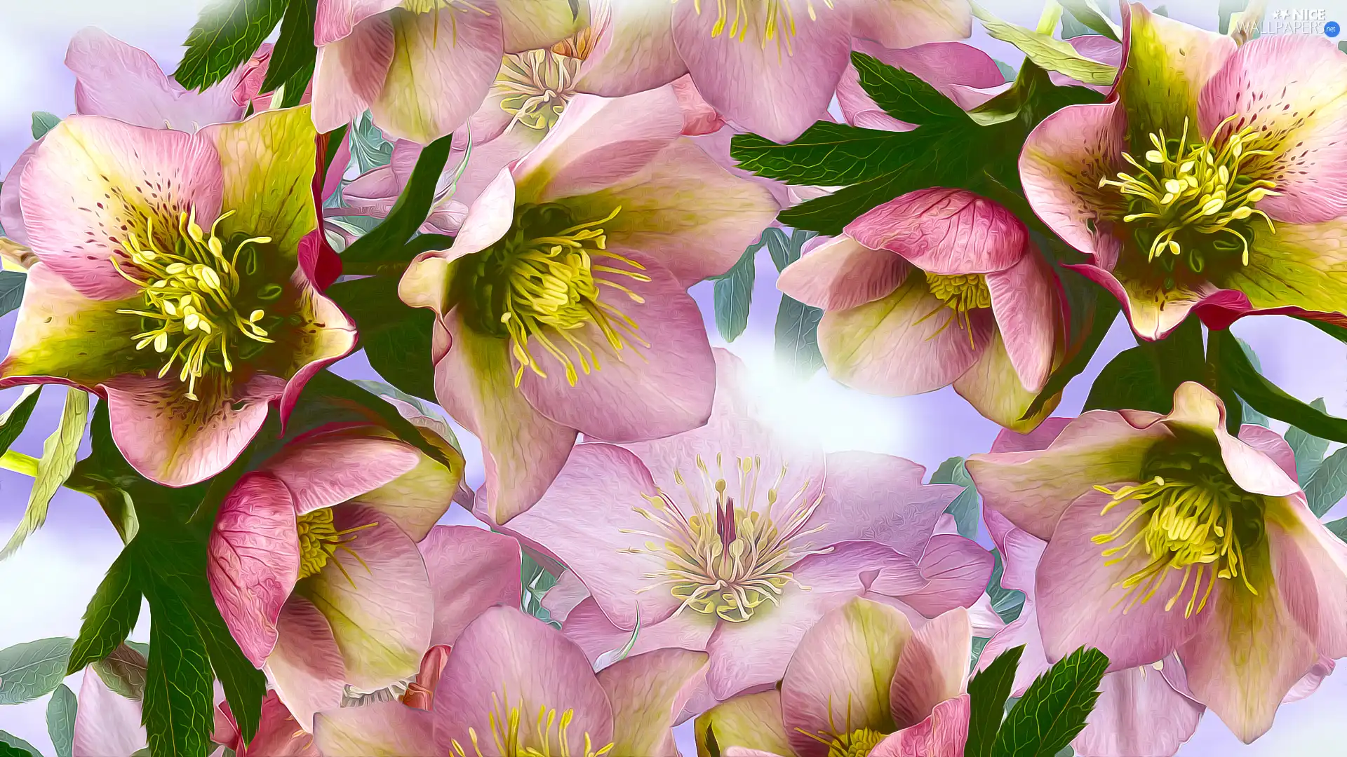 graphics, Flowers, Helleborus