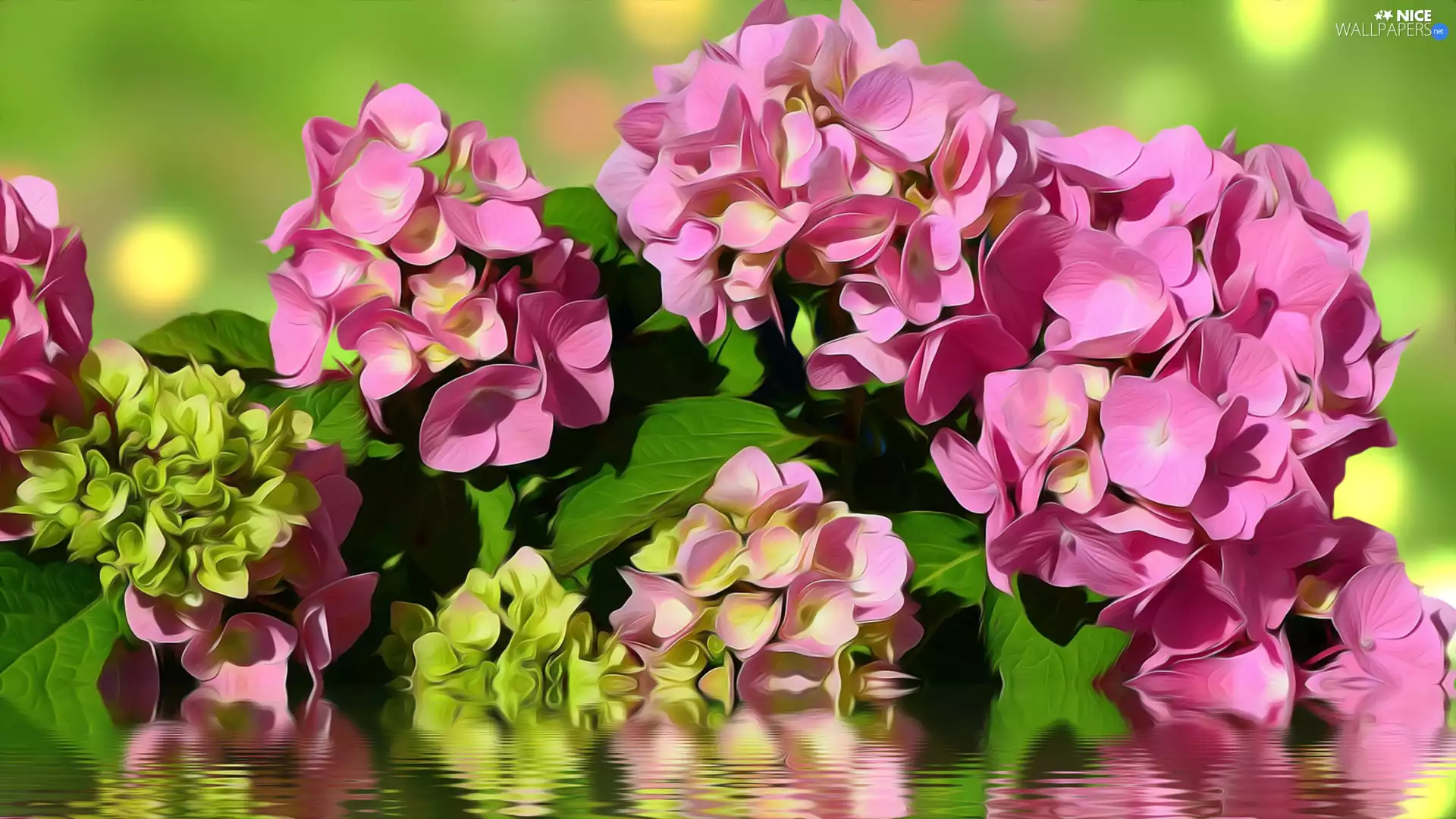 graphics, Flowers, hydrangea