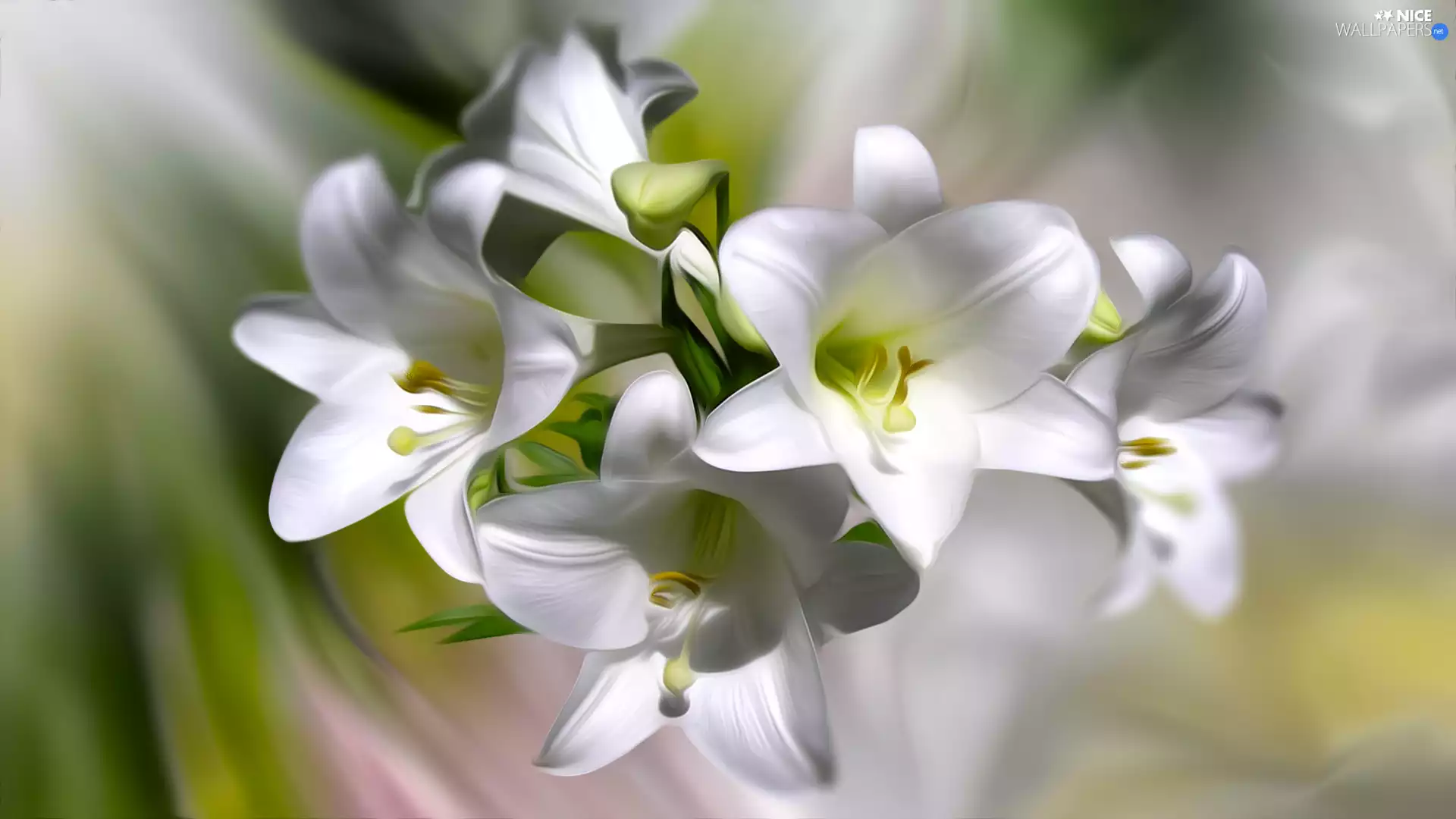 graphics, White, lilies