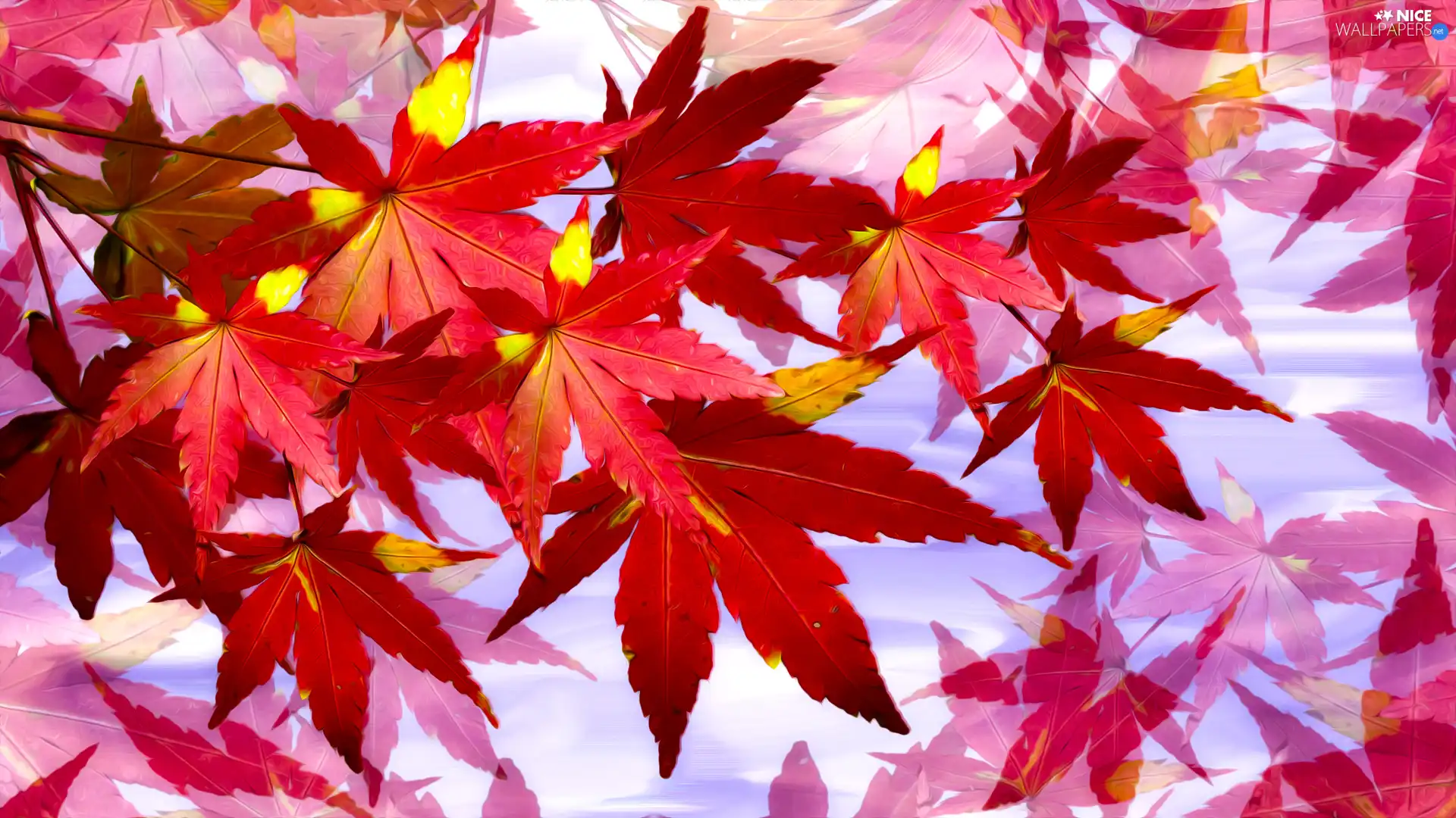 graphics, Leaf, maple