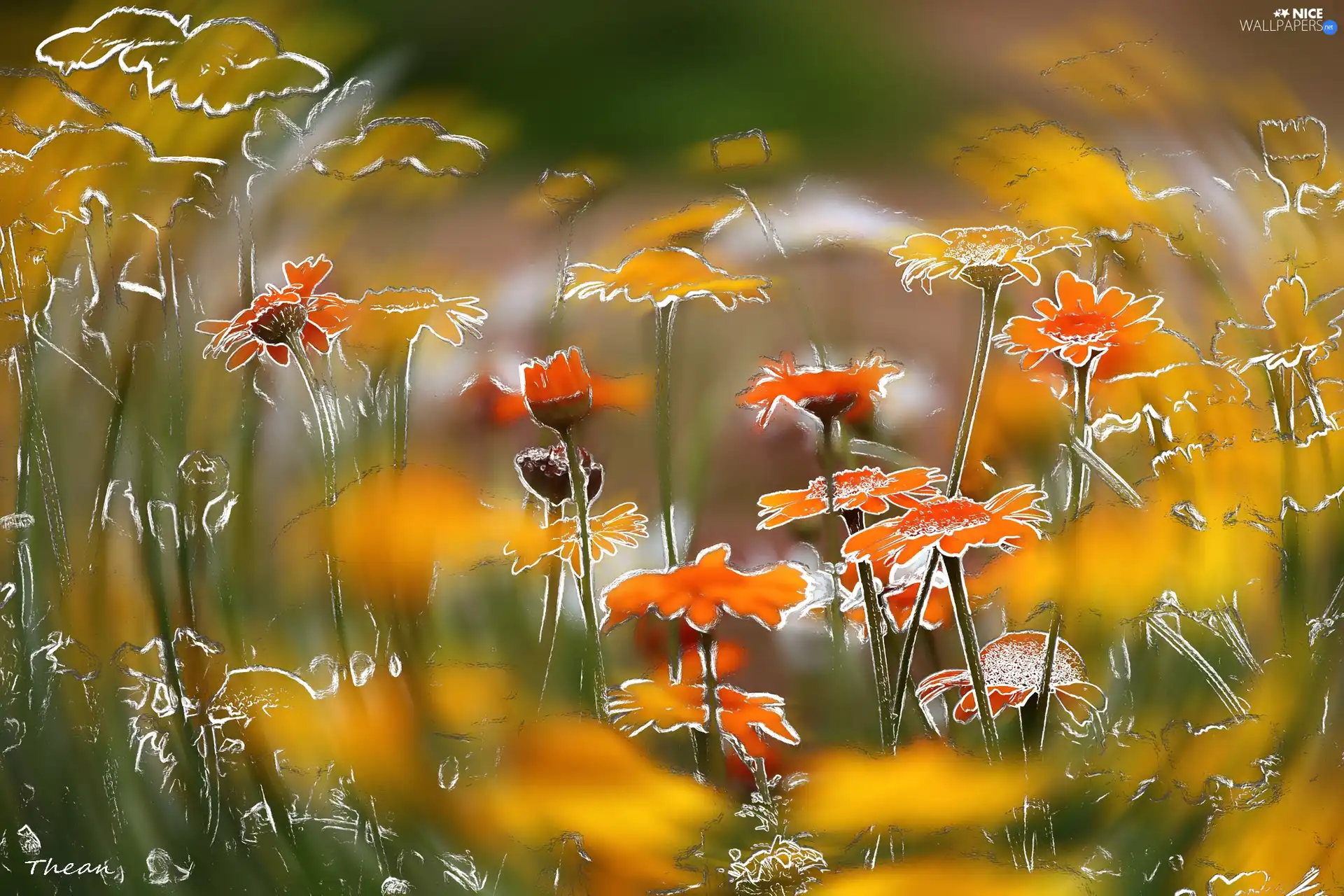 graphics, Flowers, Meadow