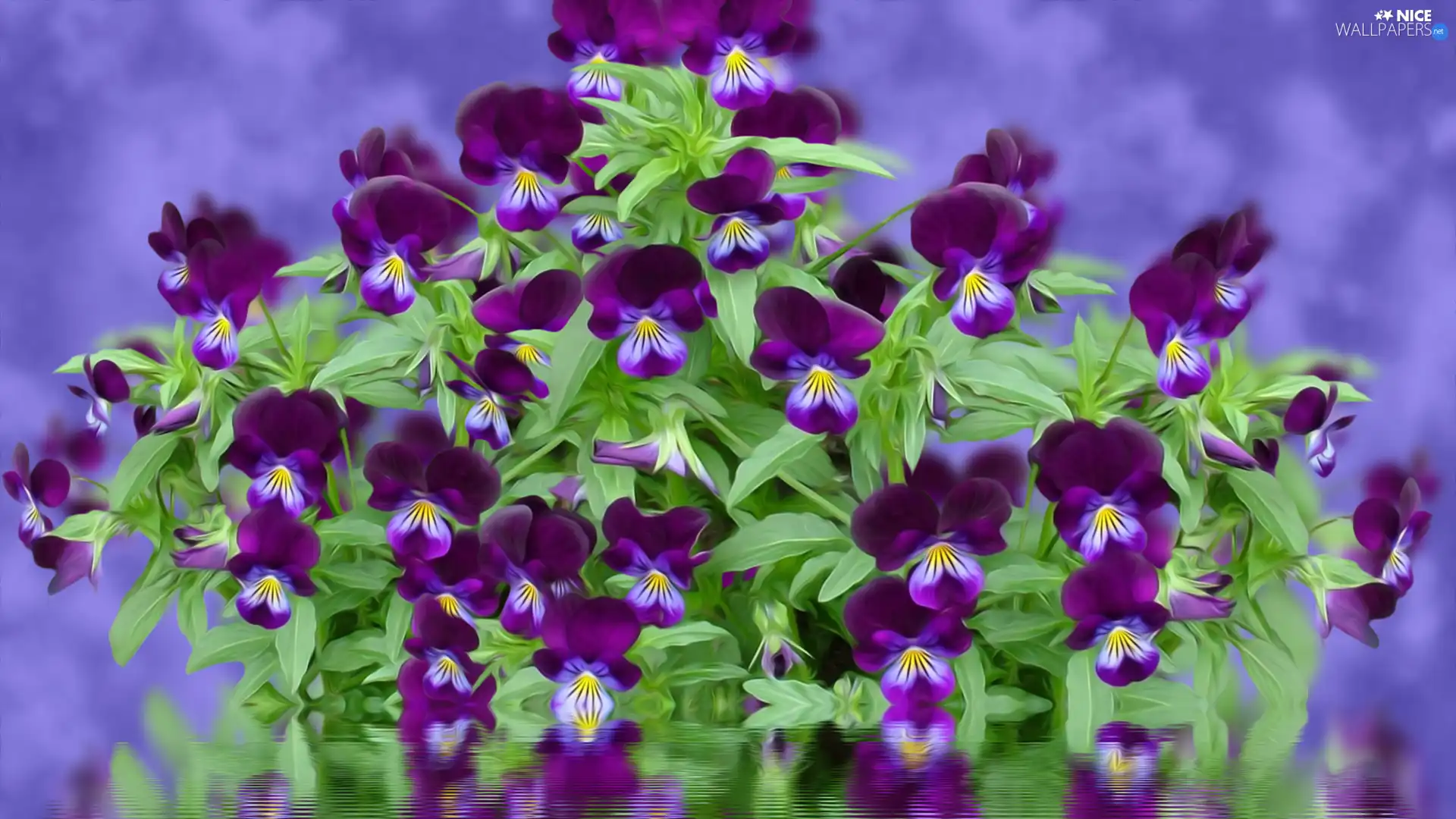 graphics, Flowers, pansies