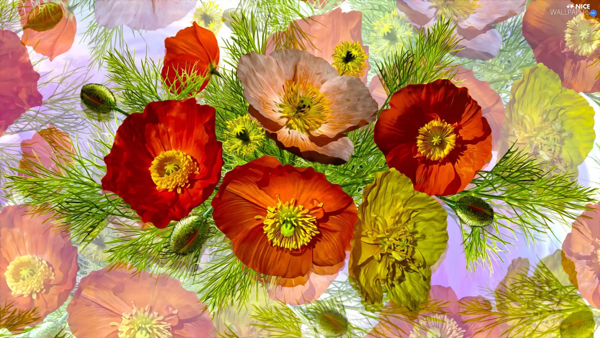 graphics, Flowers, papavers