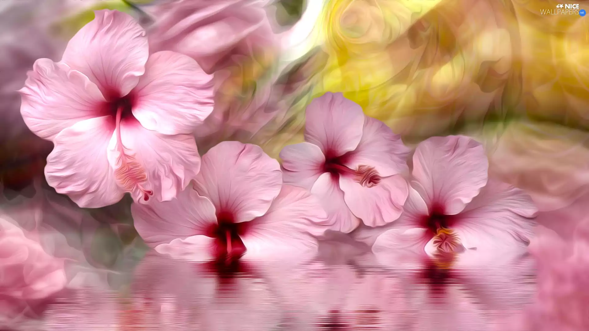 water, graphics, Pink, hibiscus, Flowers