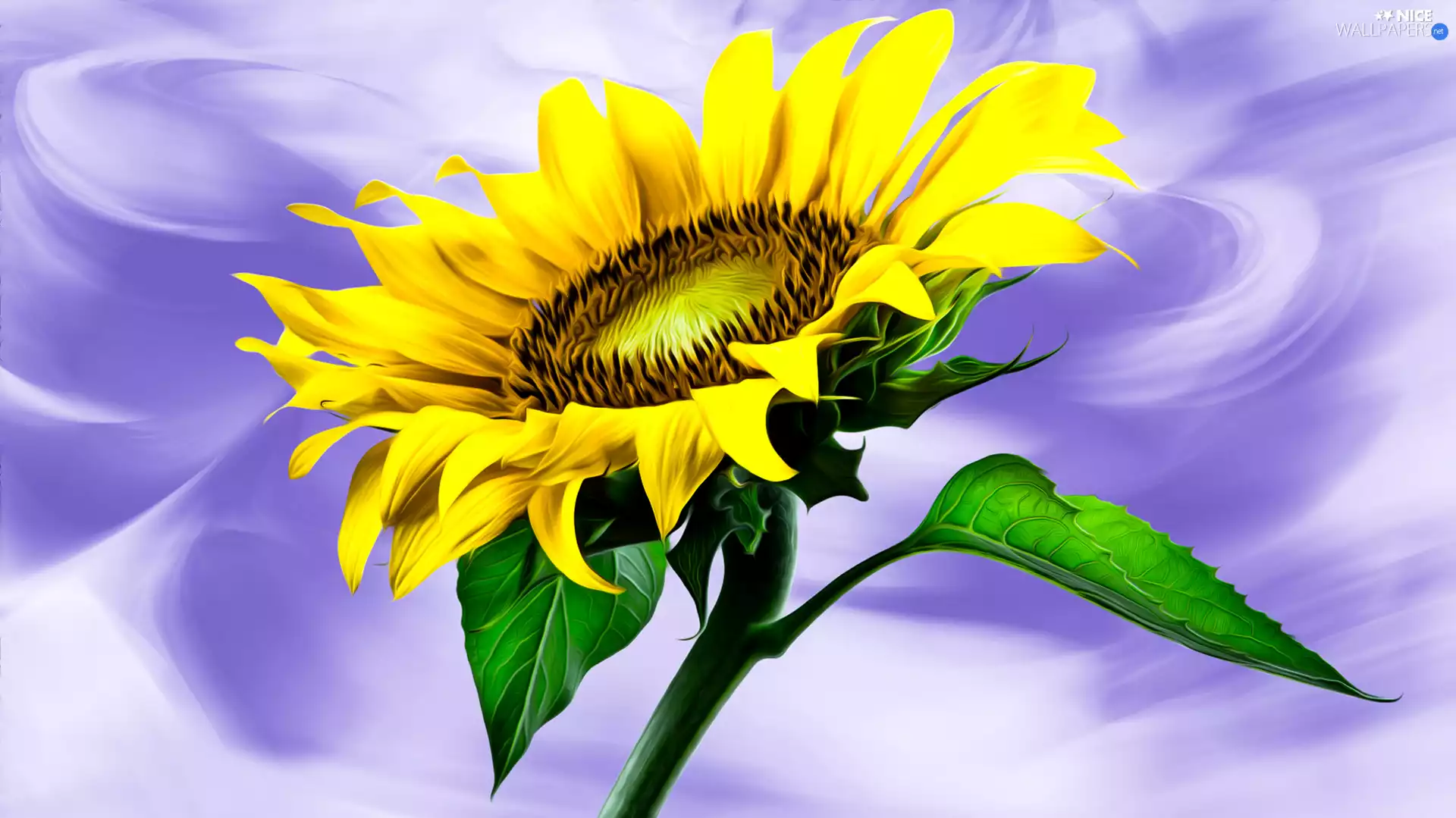 purple background, Sunflower, graphics