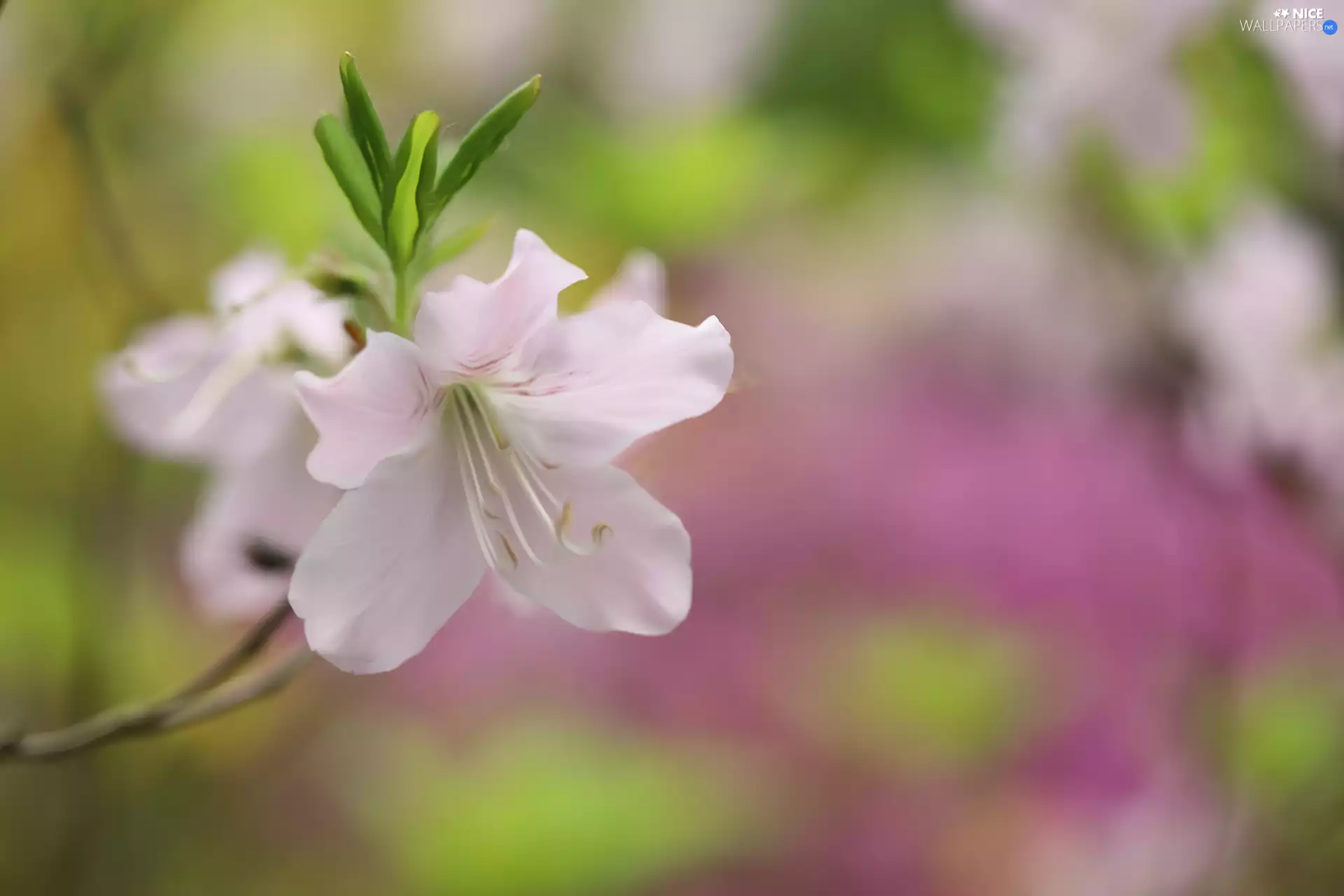 graphics, Pink, rhododendron