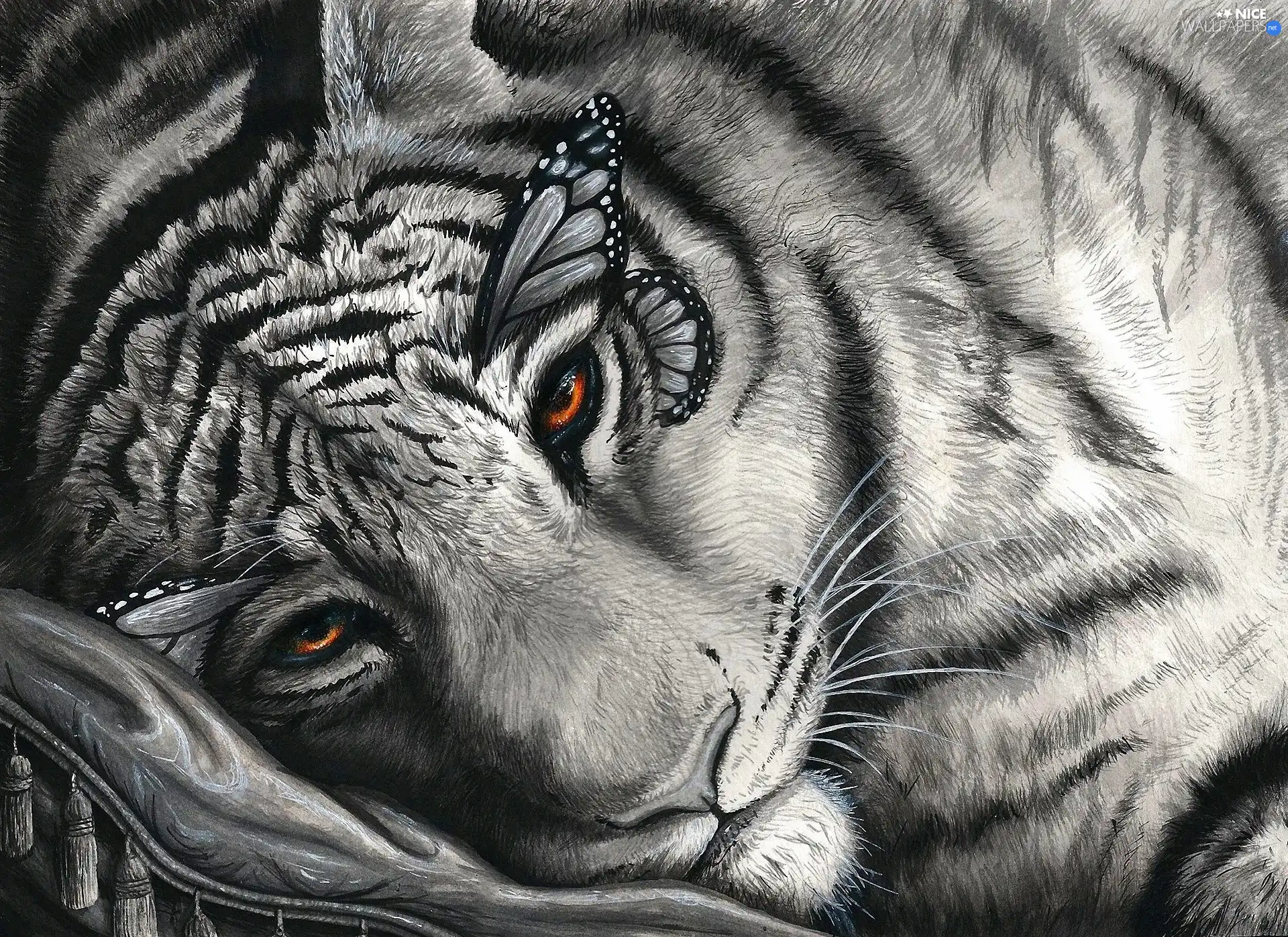 tiger, graphics