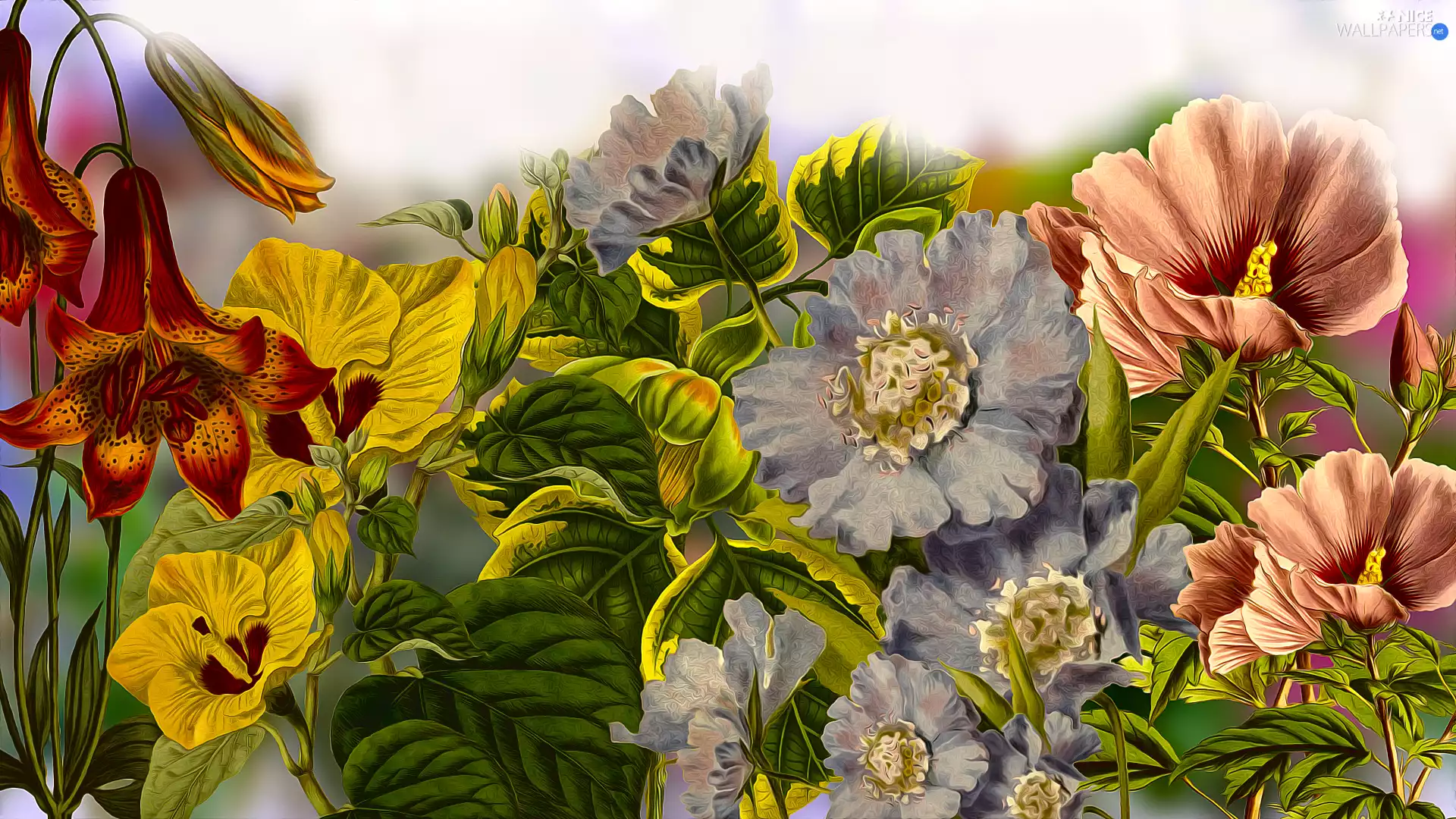 papavers, graphics, Various, Flowers, color