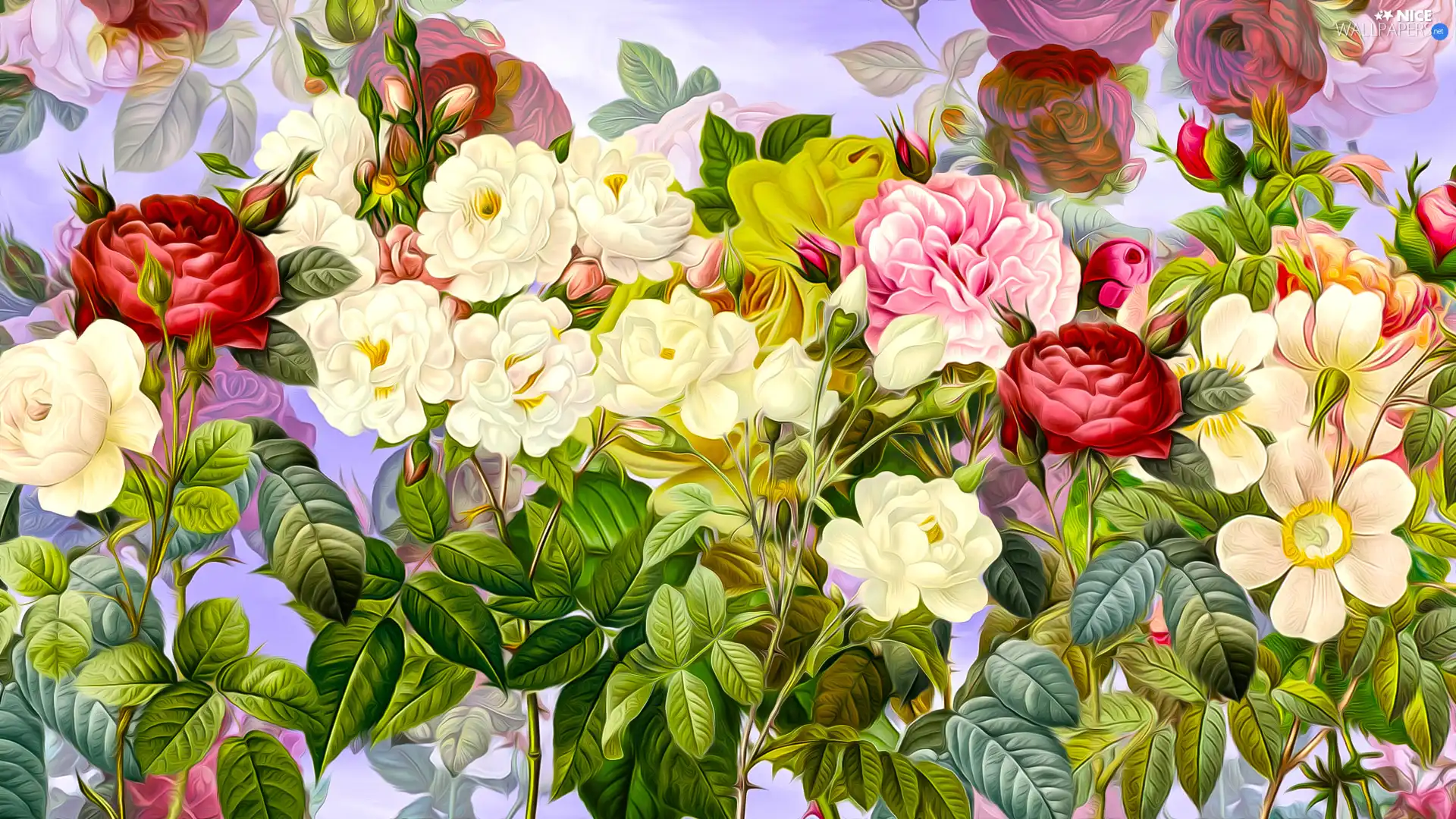 Pink, Flowers, roses, graphics, Red, White