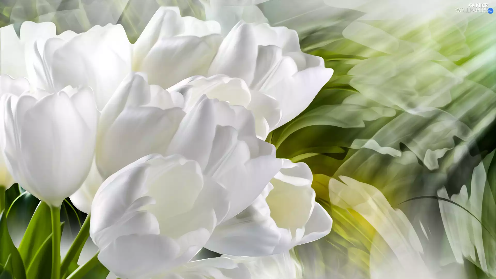 graphics, Tulips, White