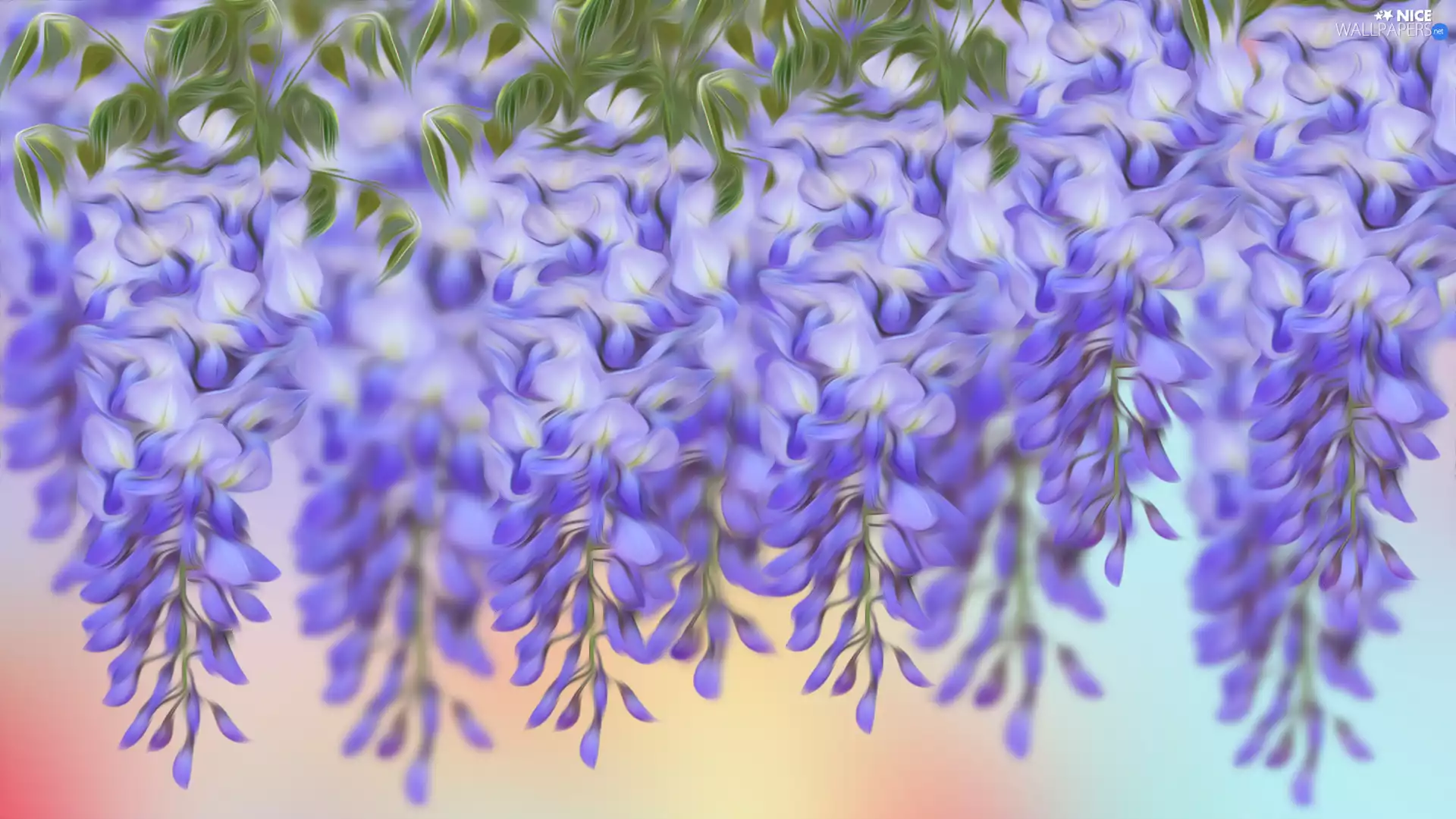 graphics, Flowers, wistaria