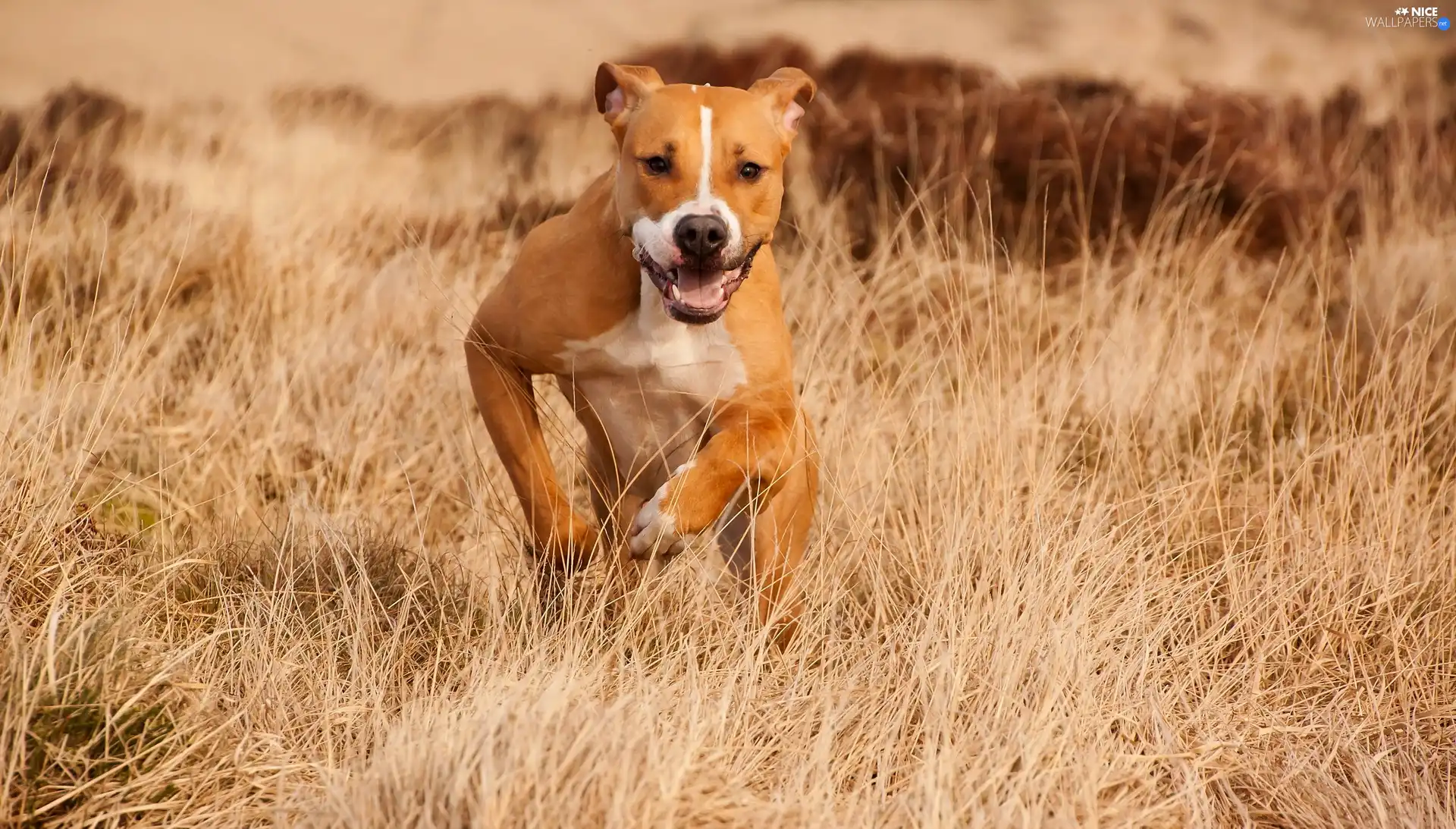 grass, running, Amstaff