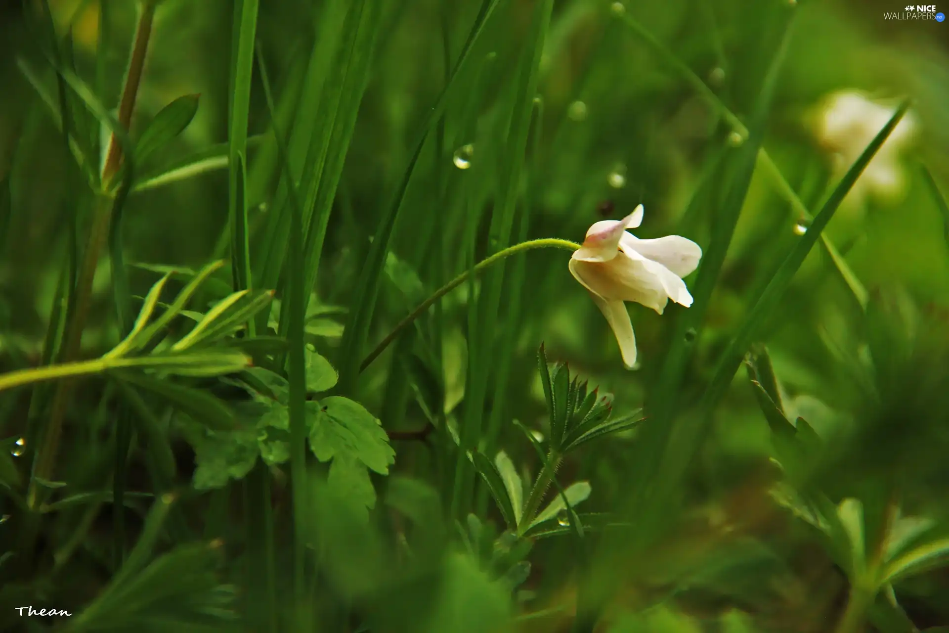 anemone, Colourfull Flowers, grass, White