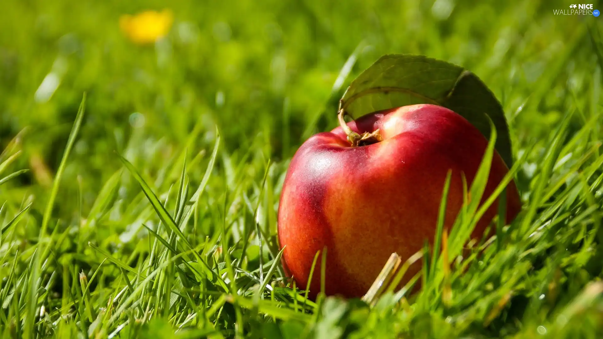 grass, browned, Apple