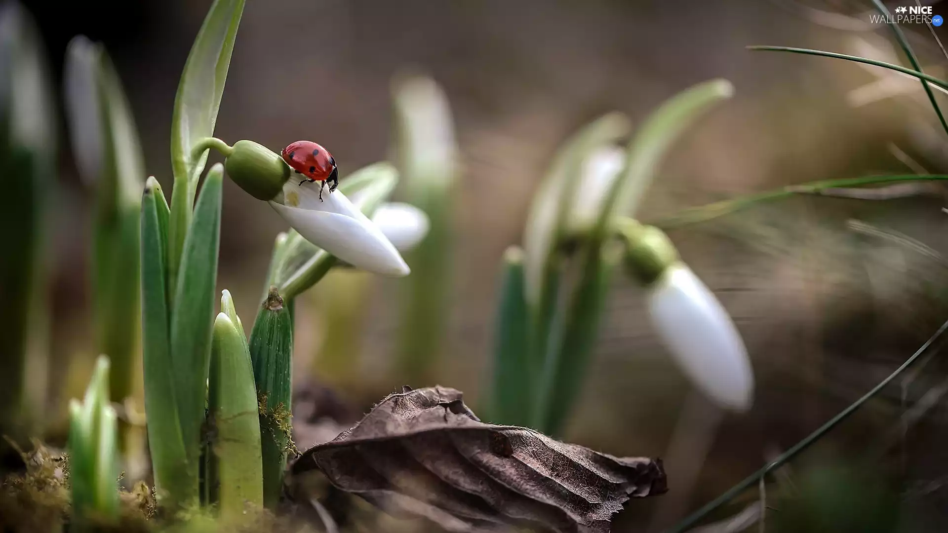 ladybird, leaf, background, blades, fuzzy, snowdrops, Flowers, grass