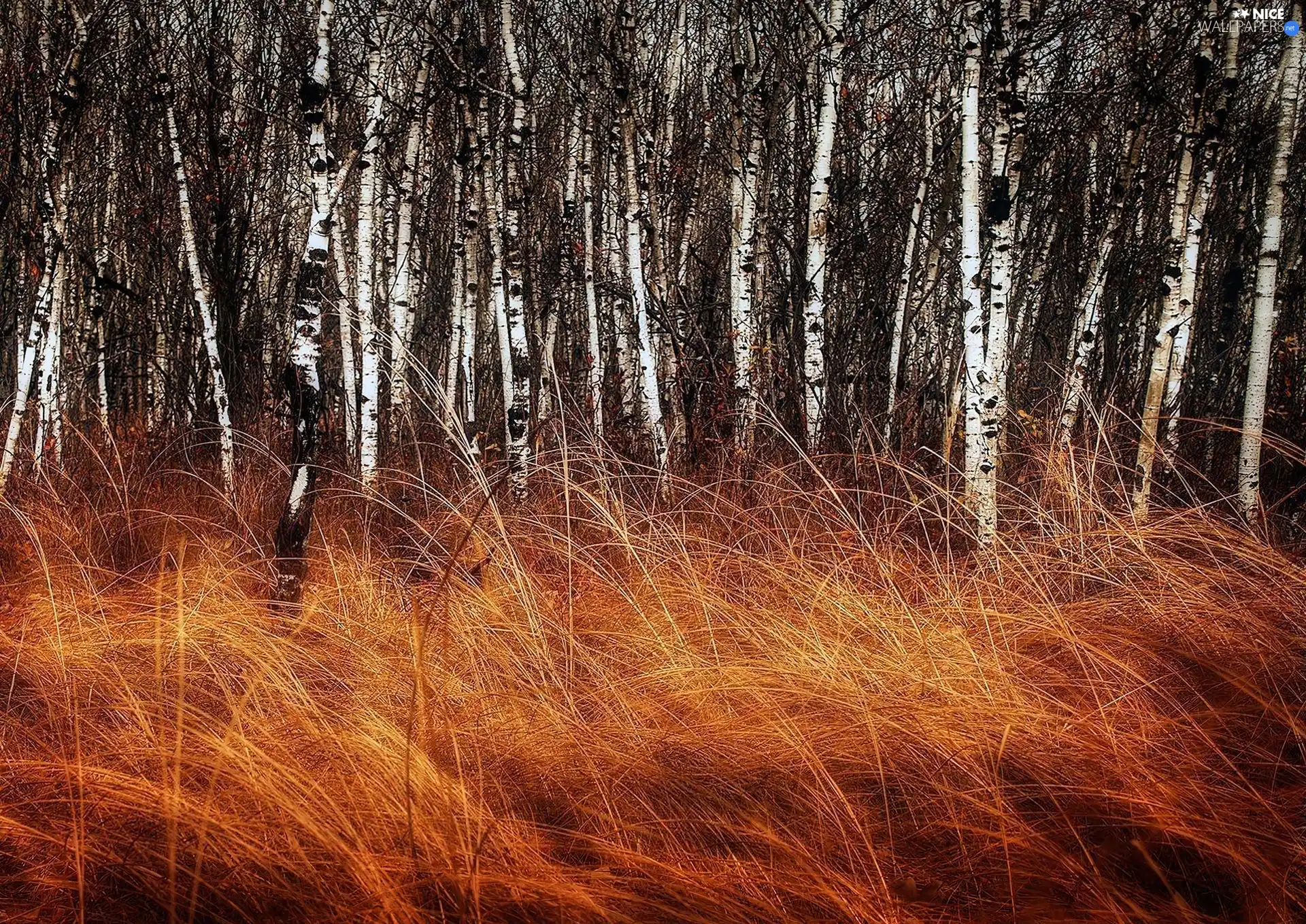 birch, grass