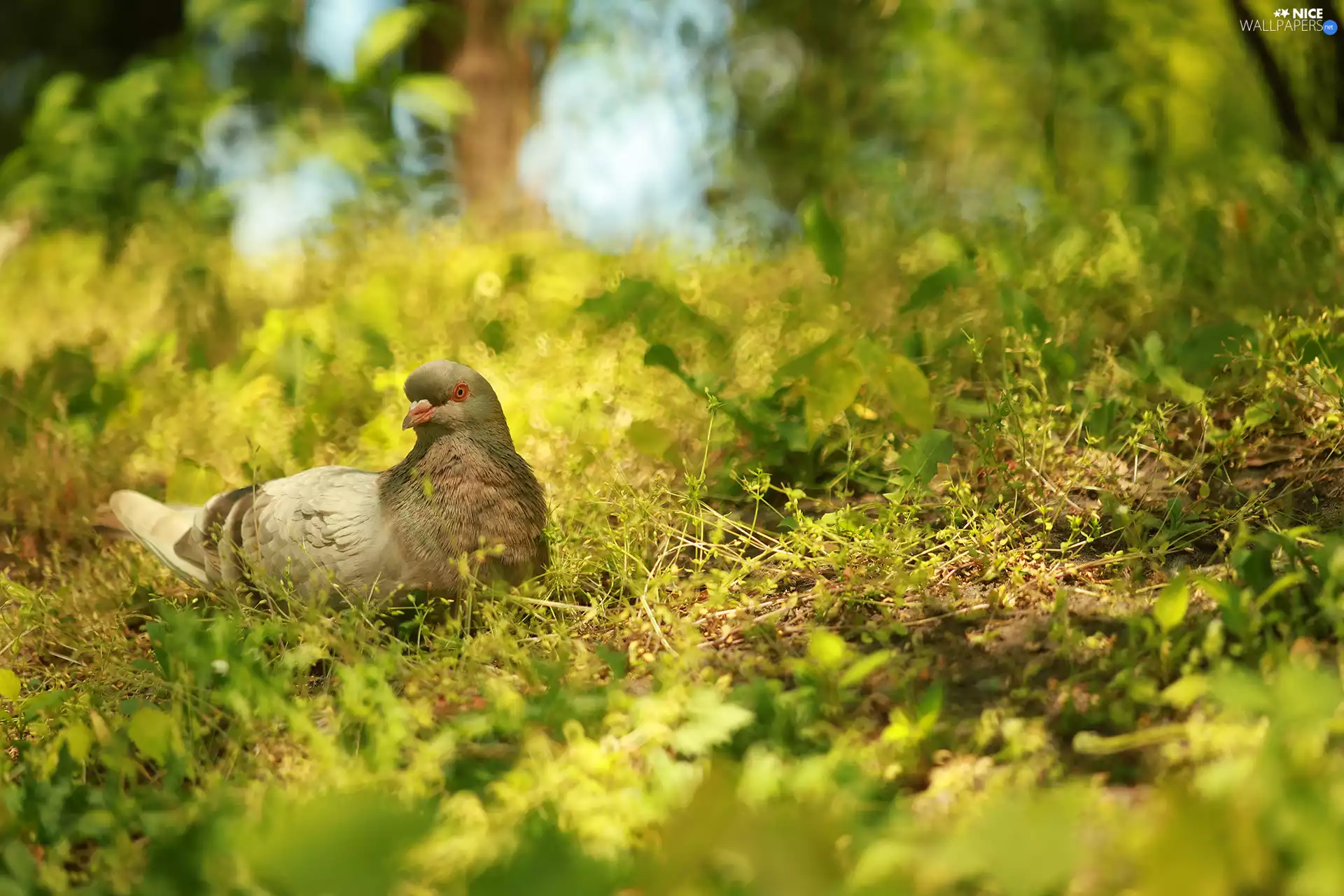 grass, pigeon, Bird