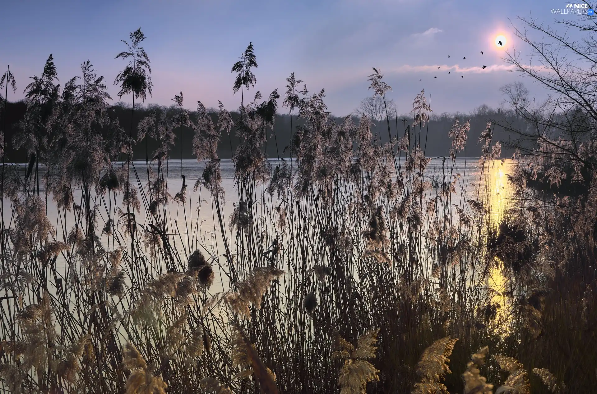 grass, birds, cane, Sunrise, lake