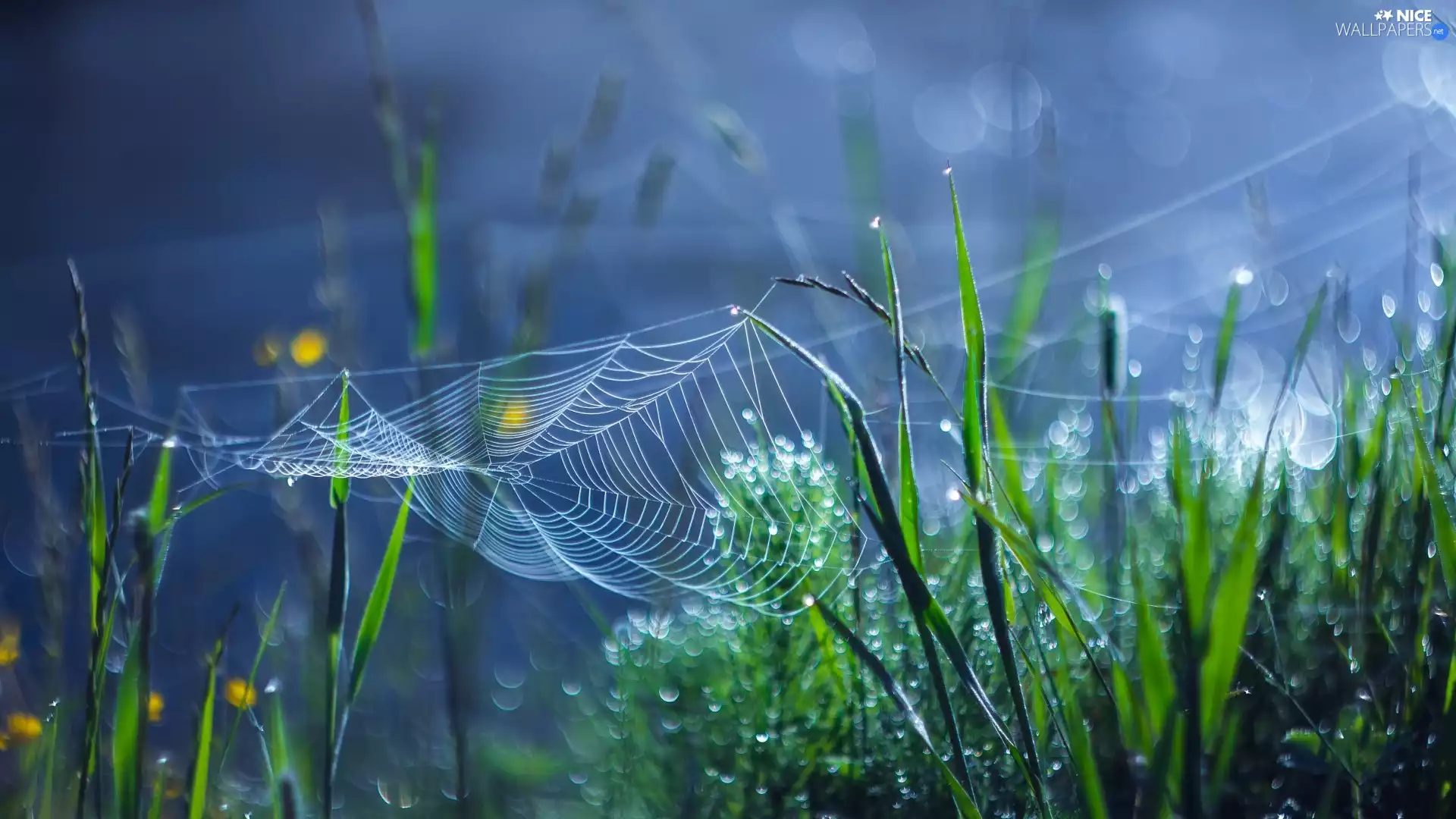blades, Web, dew, grass