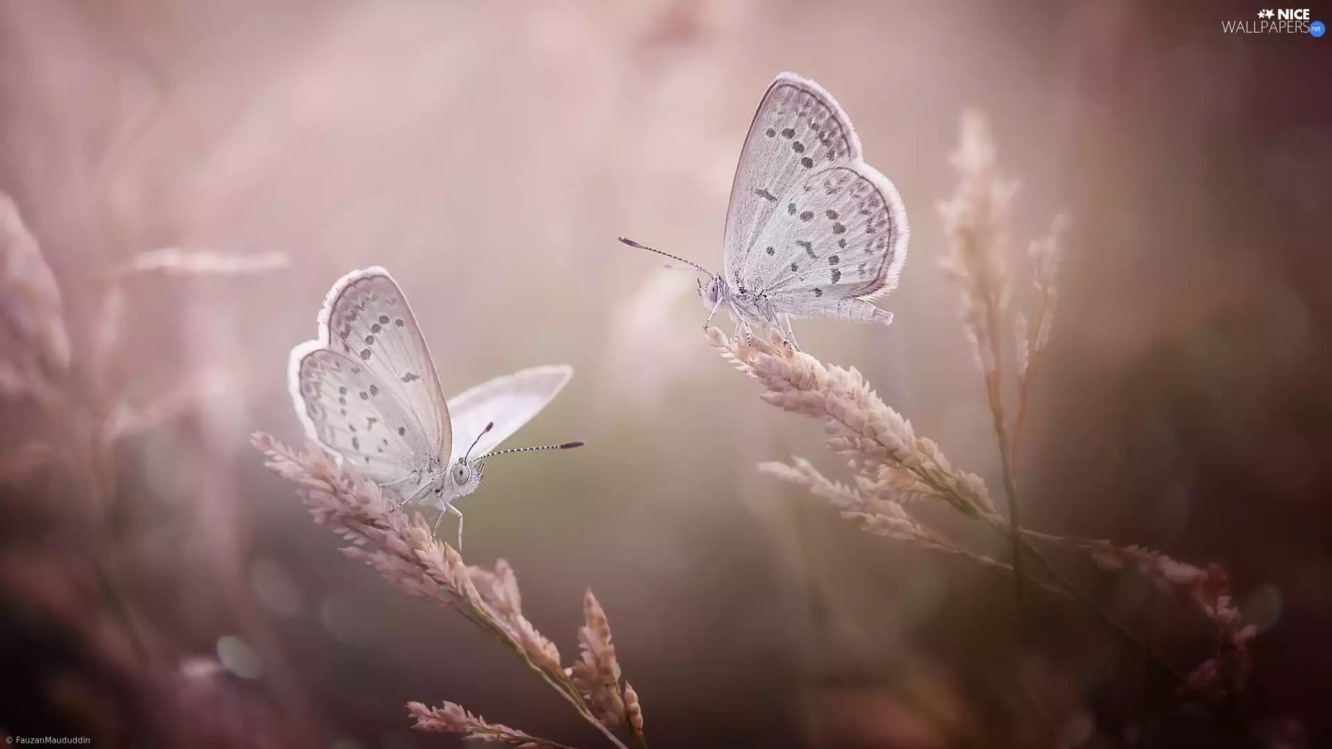 blades, butterflies, Dusky, grass